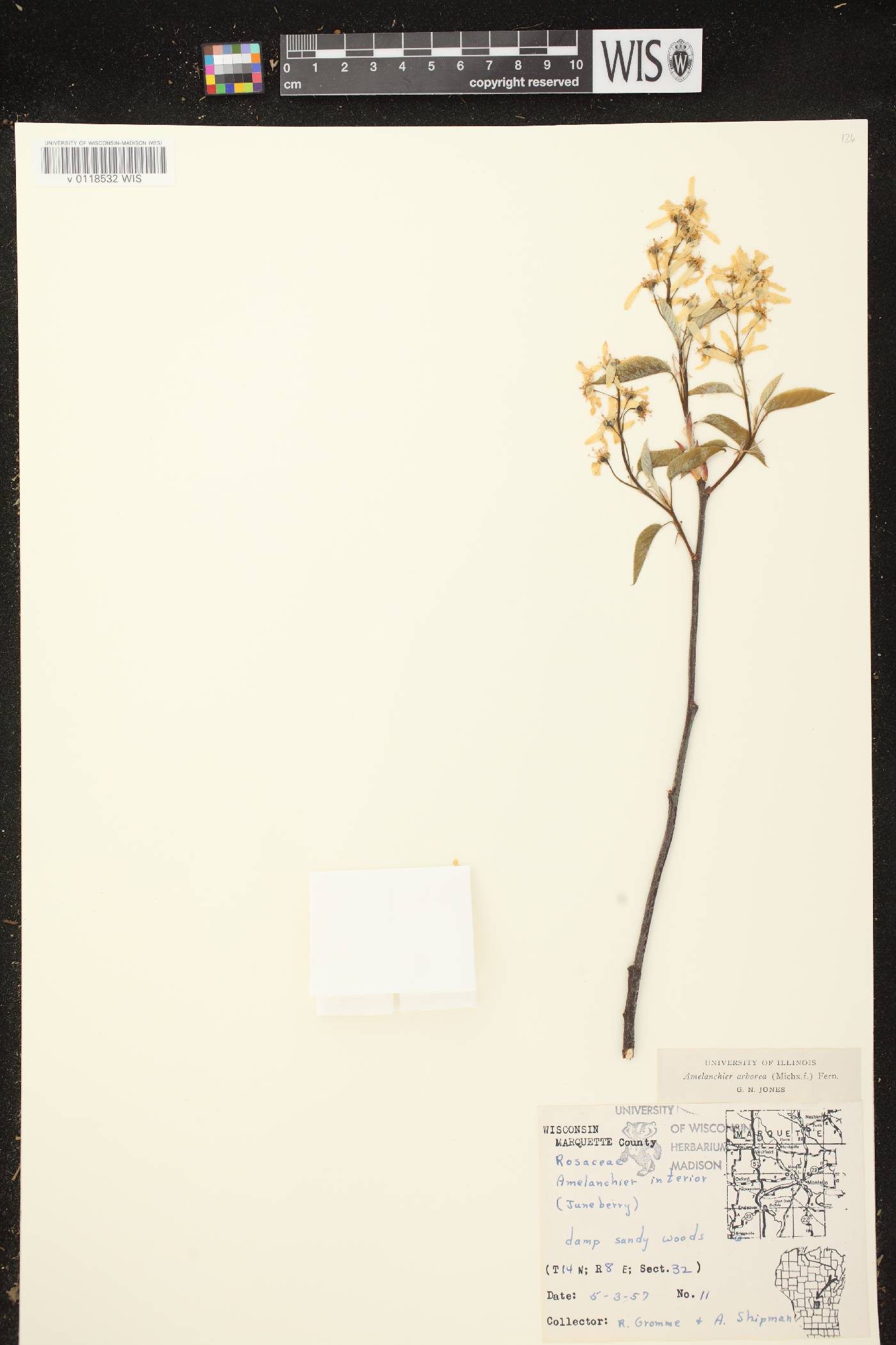 Amelanchier arborea image