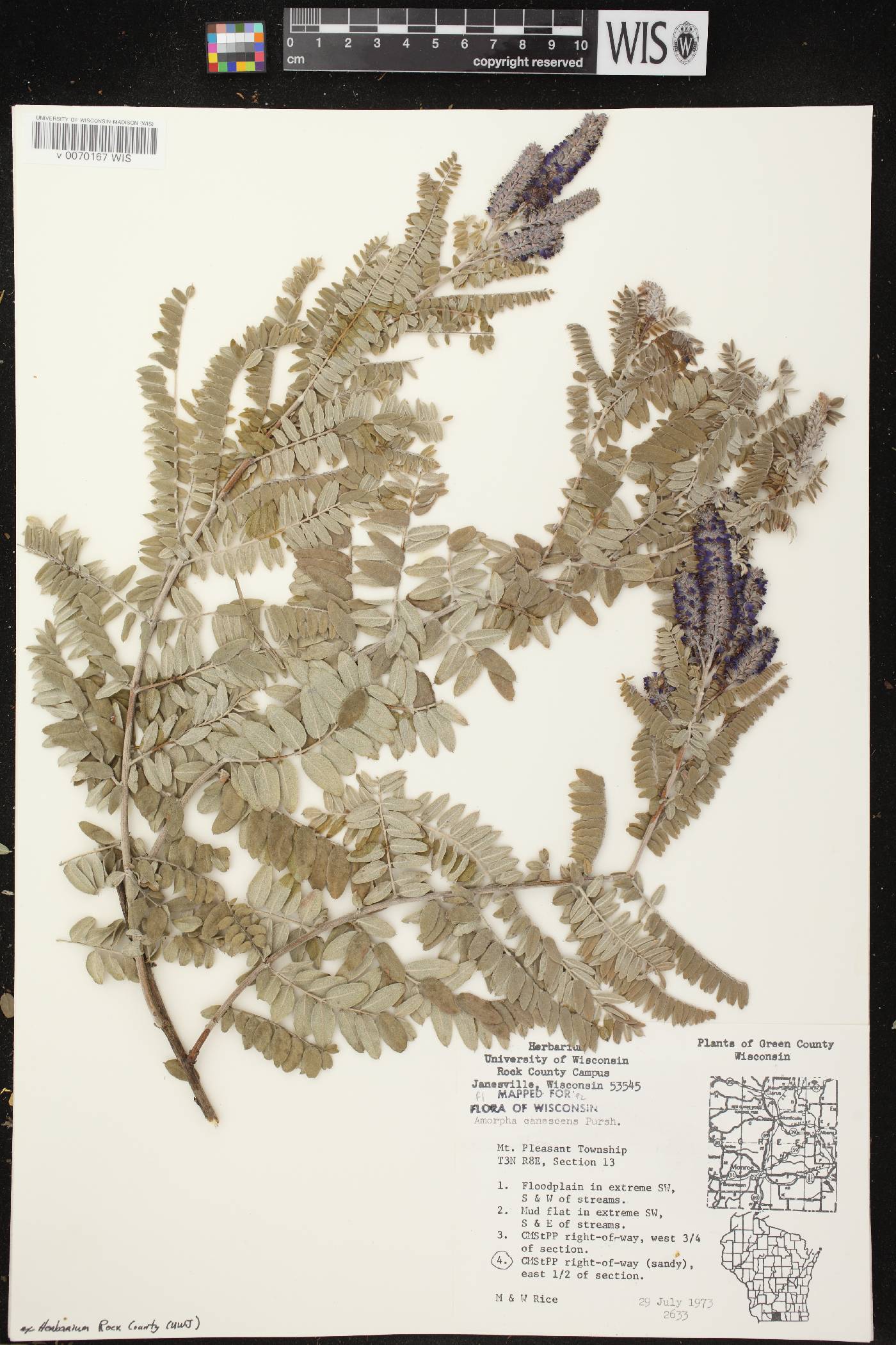 Amorpha canescens image