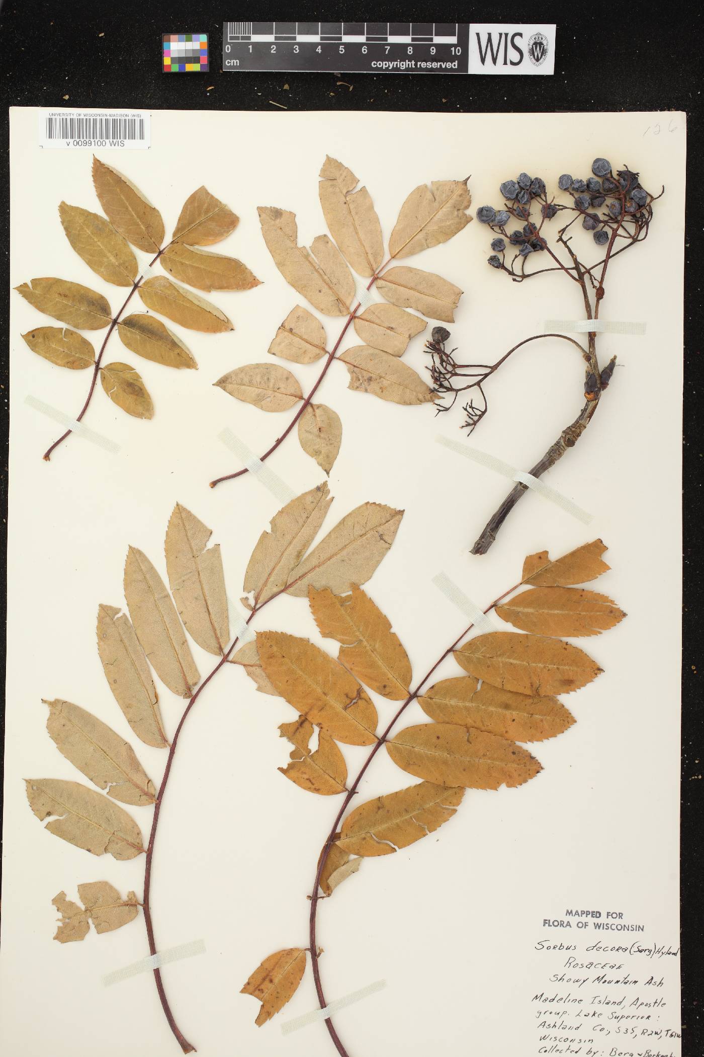 Sorbus decora image