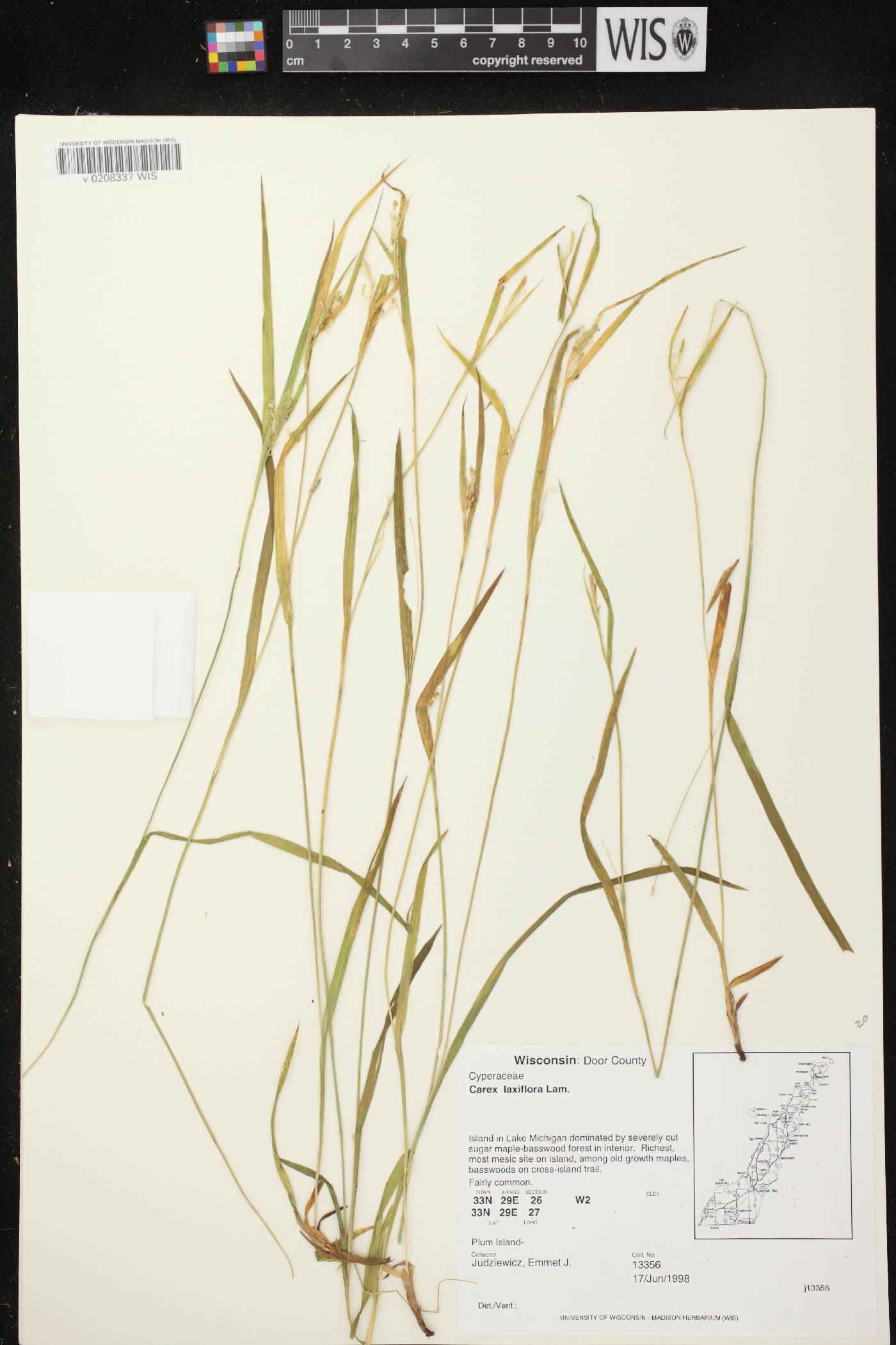 Carex laxiflora image