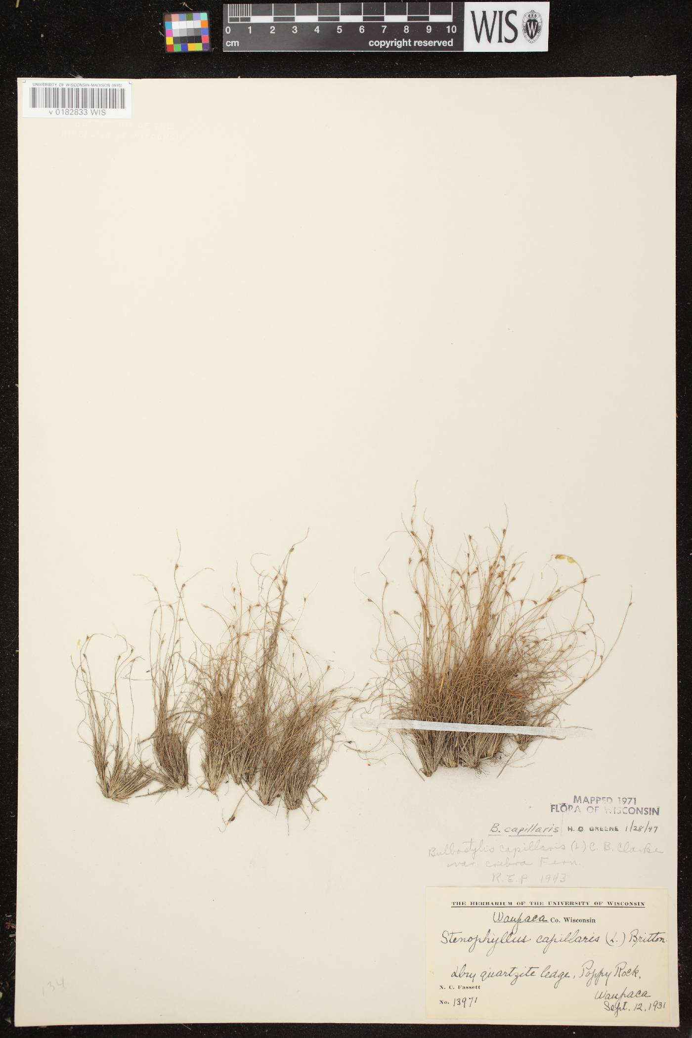 Bulbostylis capillaris image