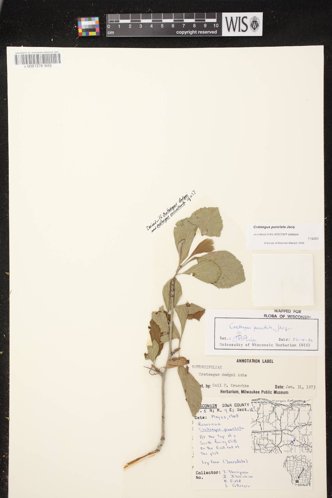 Crataegus punctata image