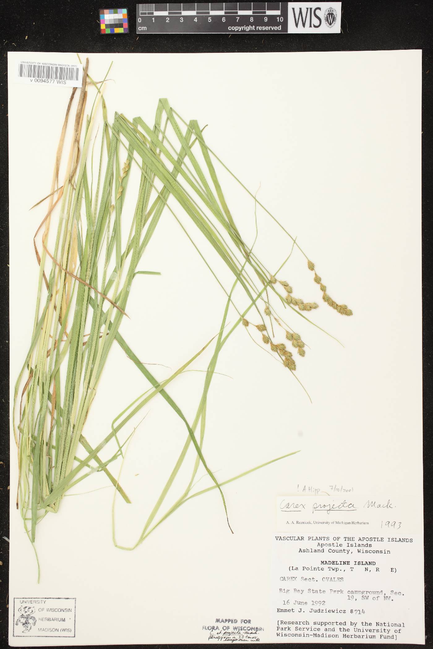 Carex projecta image