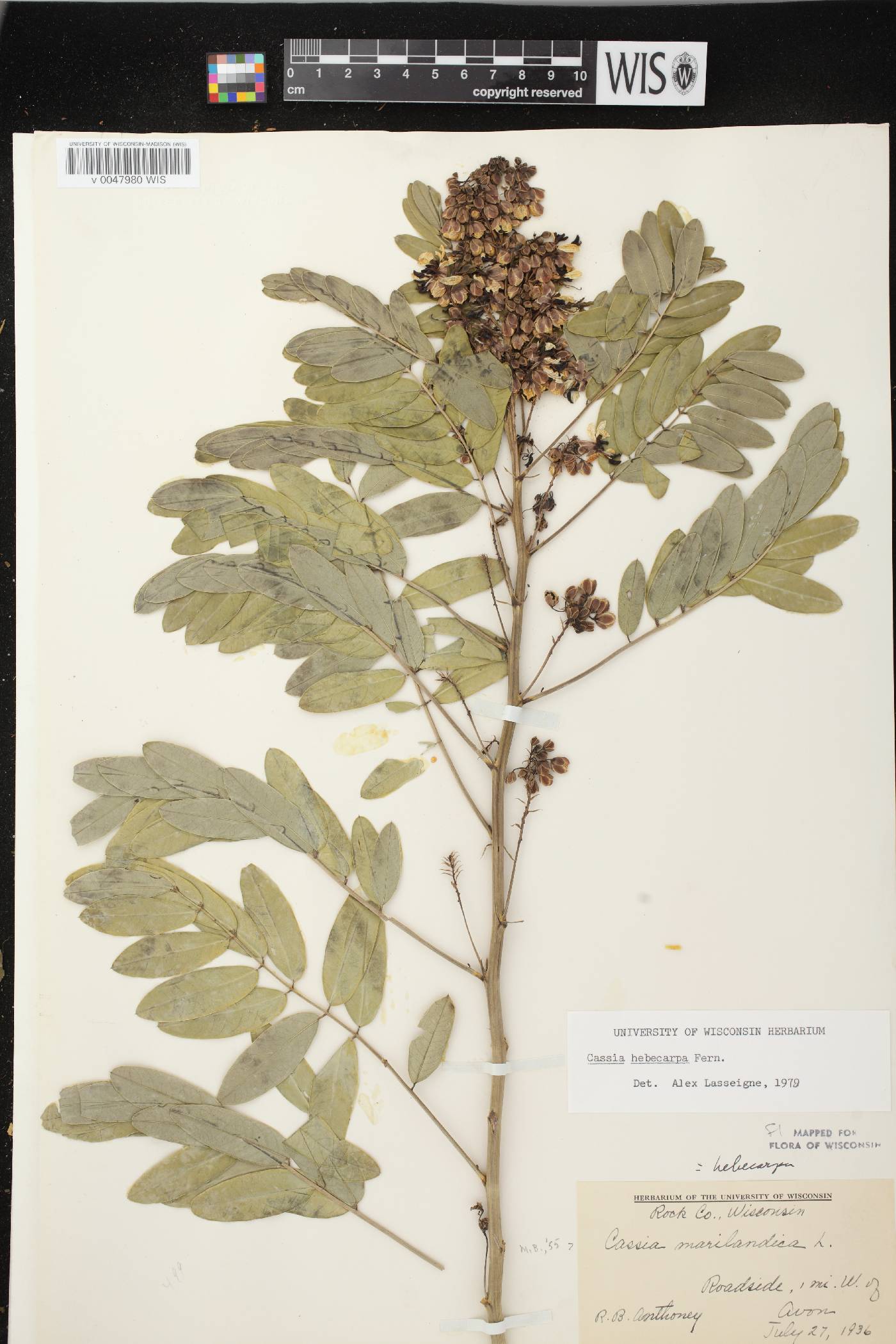 Senna hebecarpa image