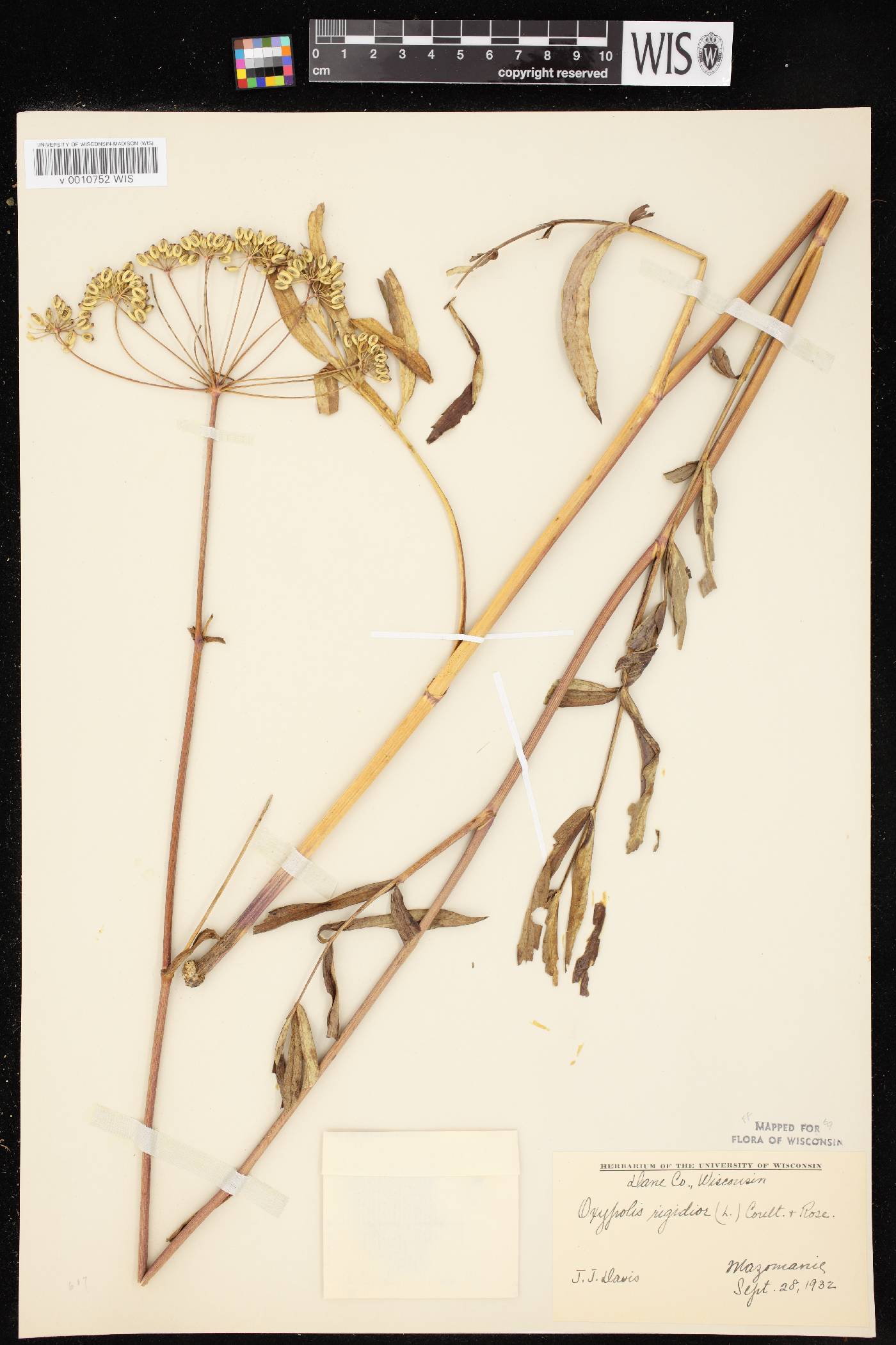 Oxypolis rigidior image