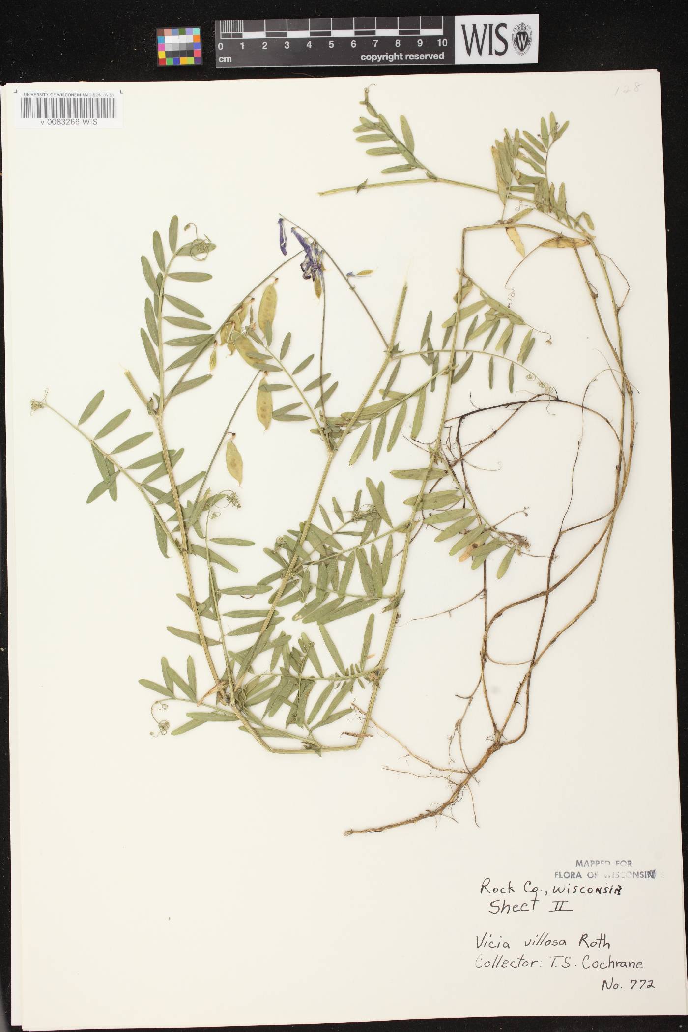 Vicia villosa image