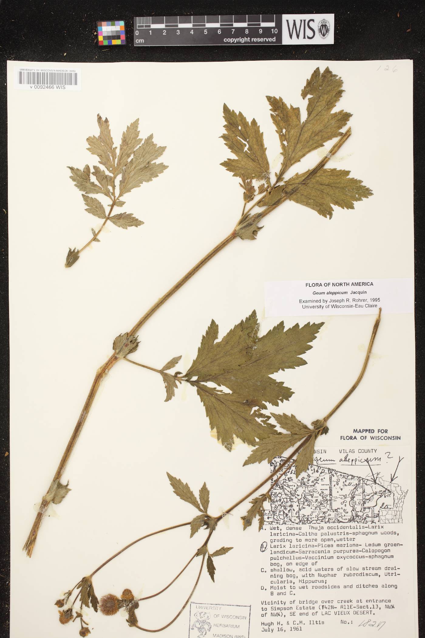 Geum aleppicum image