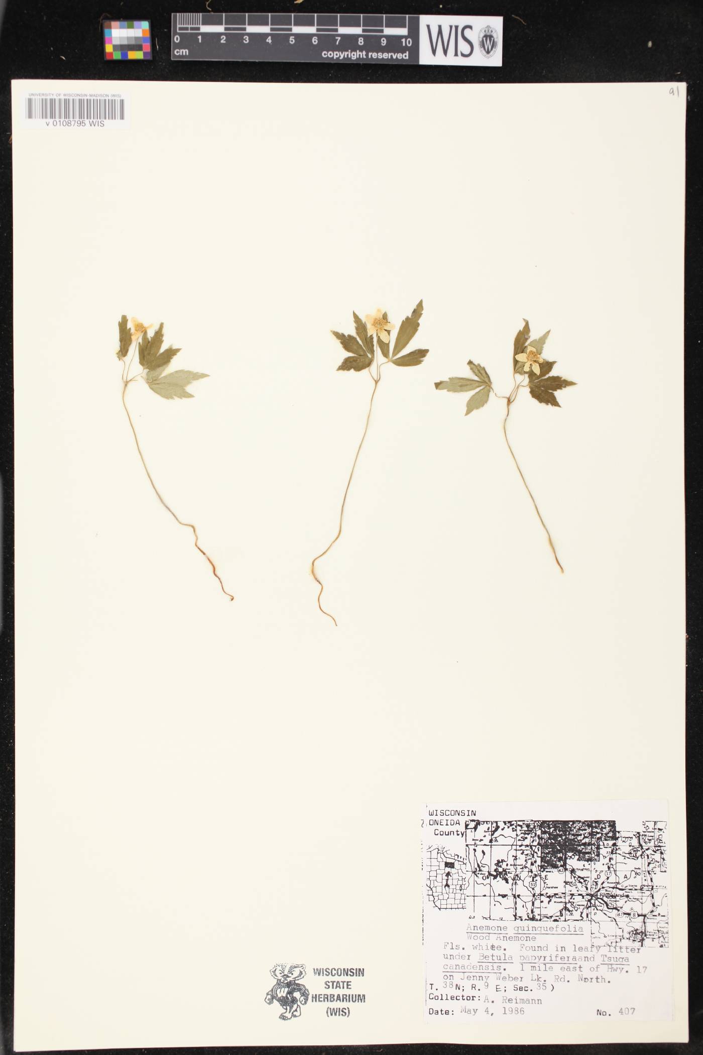 Anemone quinquefolia image