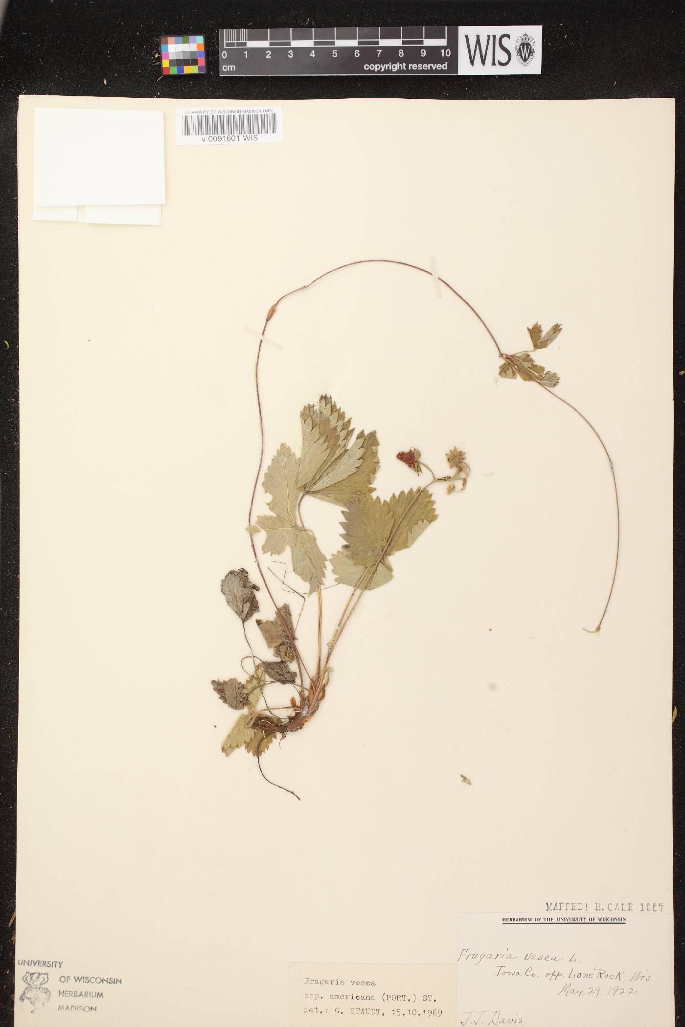 Fragaria vesca subsp. americana image