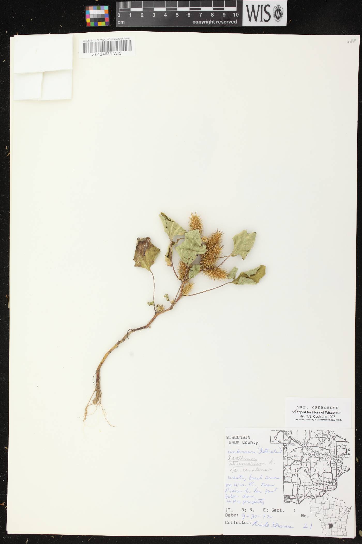Xanthium strumarium image