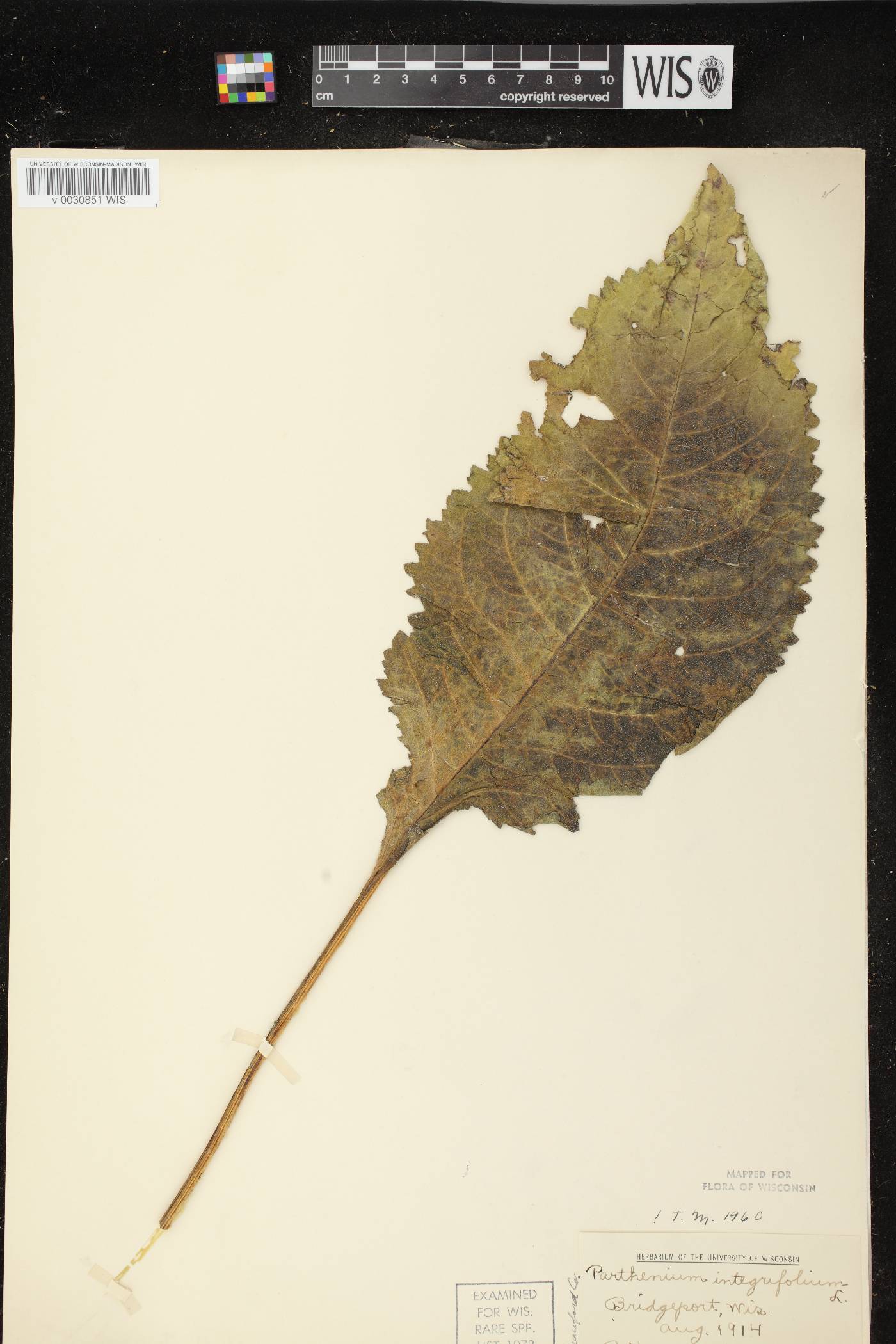 Parthenium integrifolium image