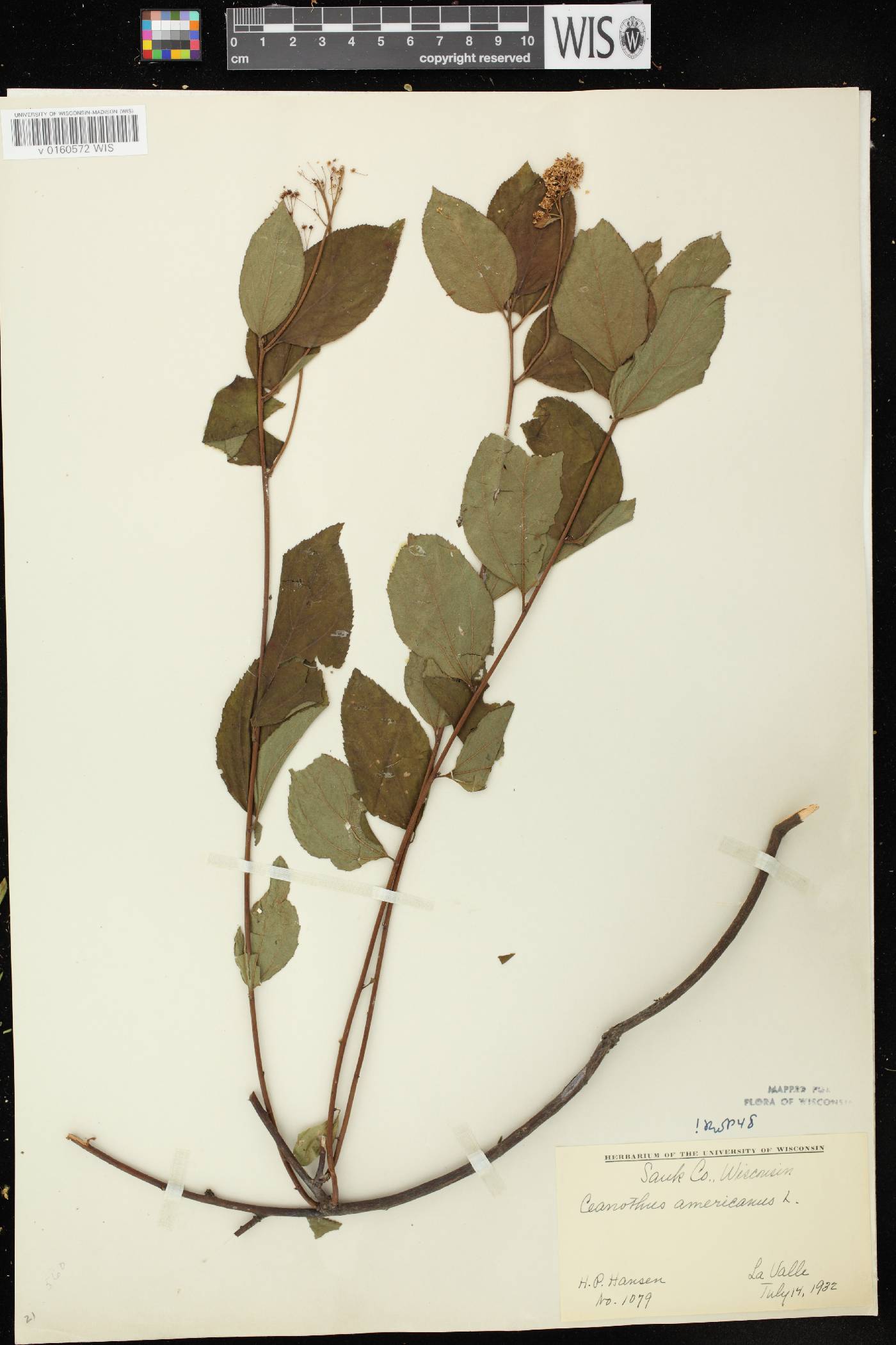 Ceanothus americanus image