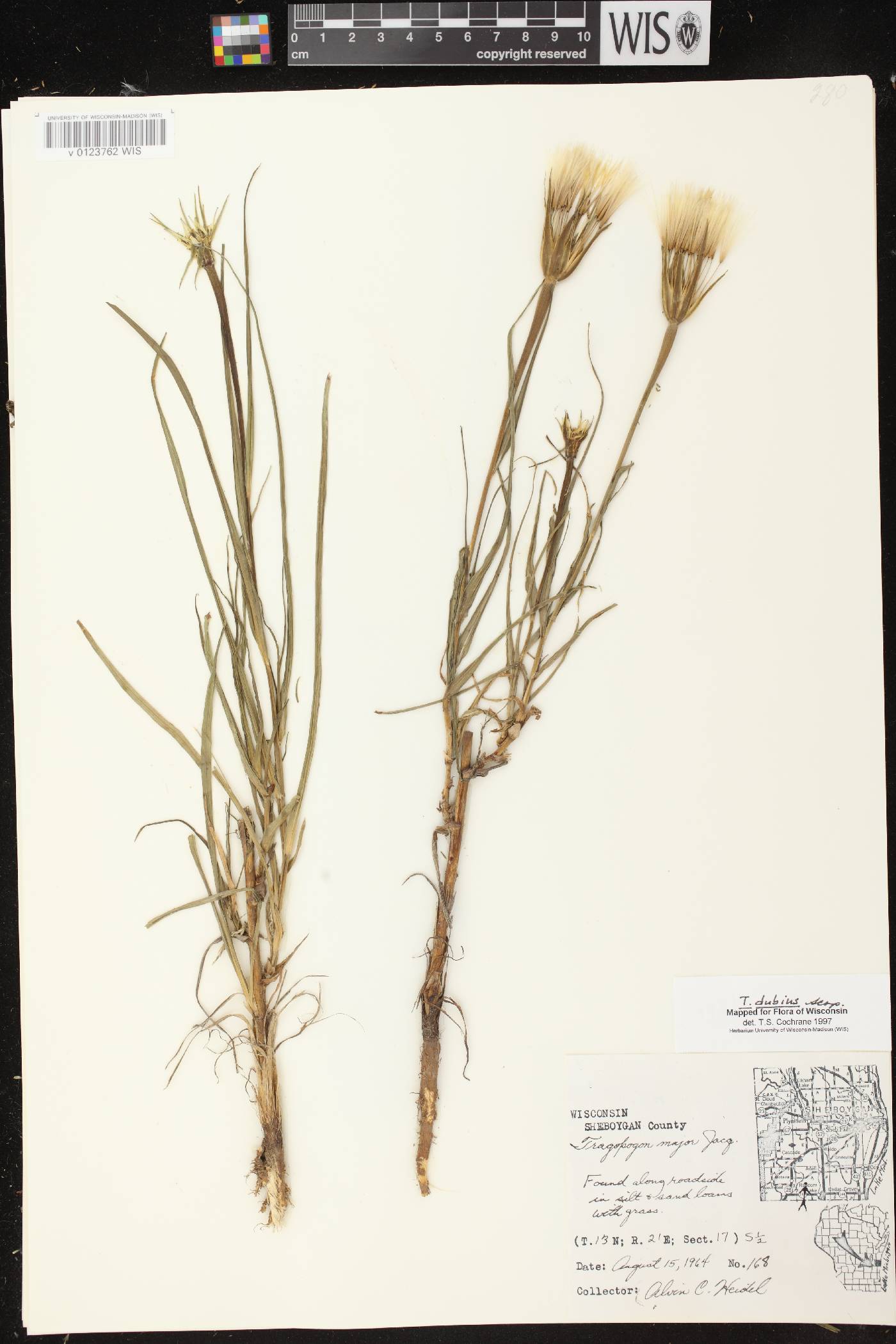 Tragopogon dubius image