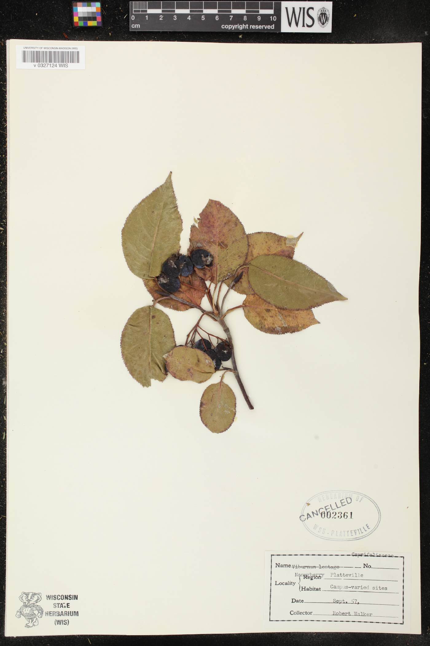 Viburnum lentago image
