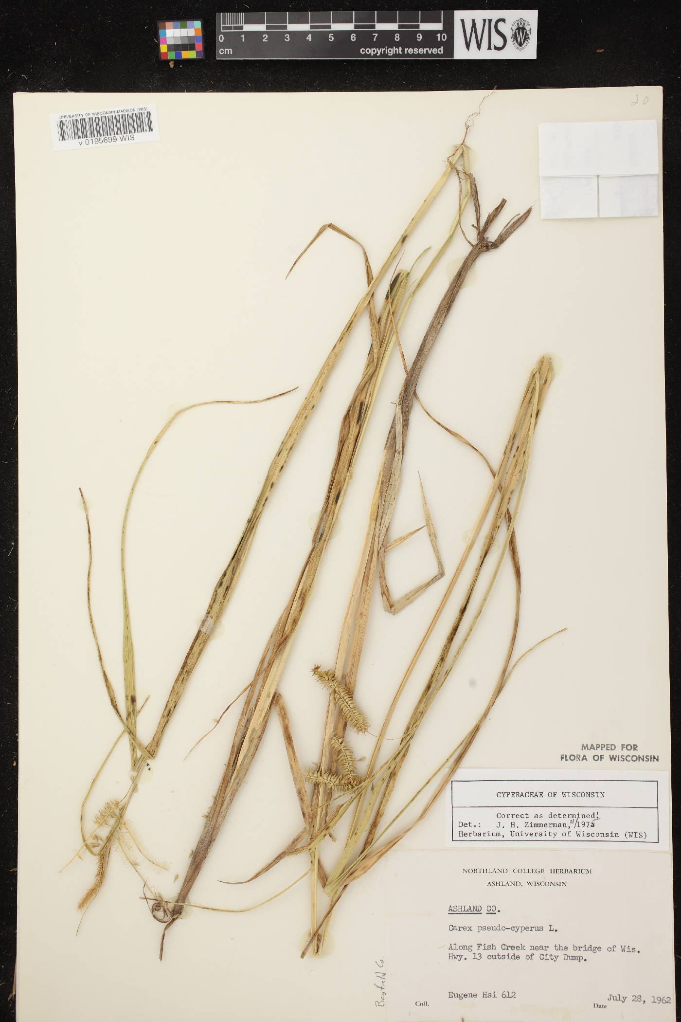 Carex pseudocyperus image