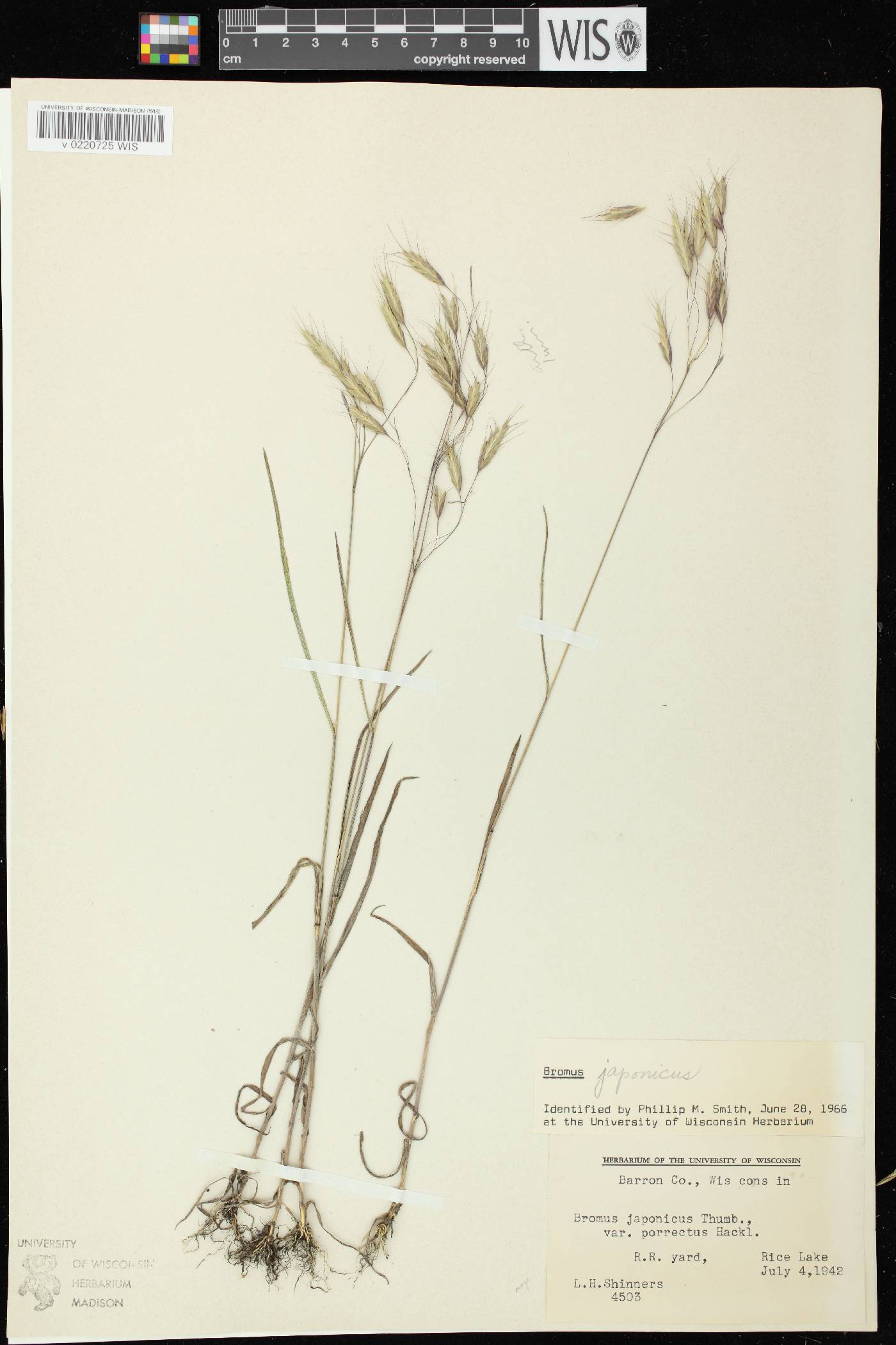 Bromus arvensis image