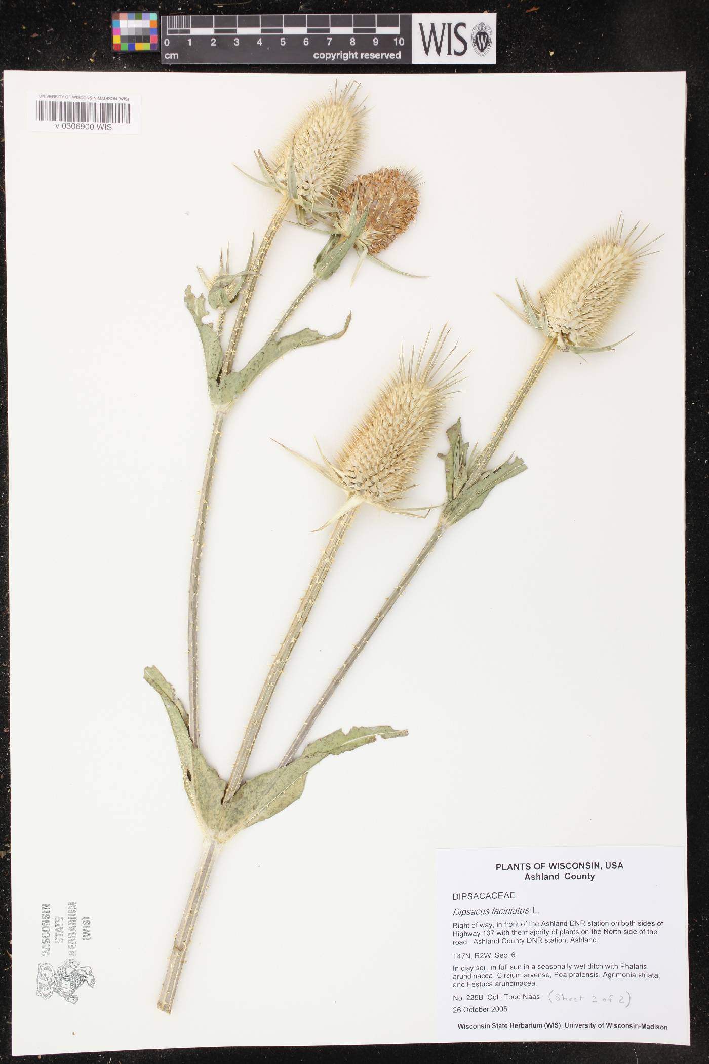 Dipsacus laciniatus image