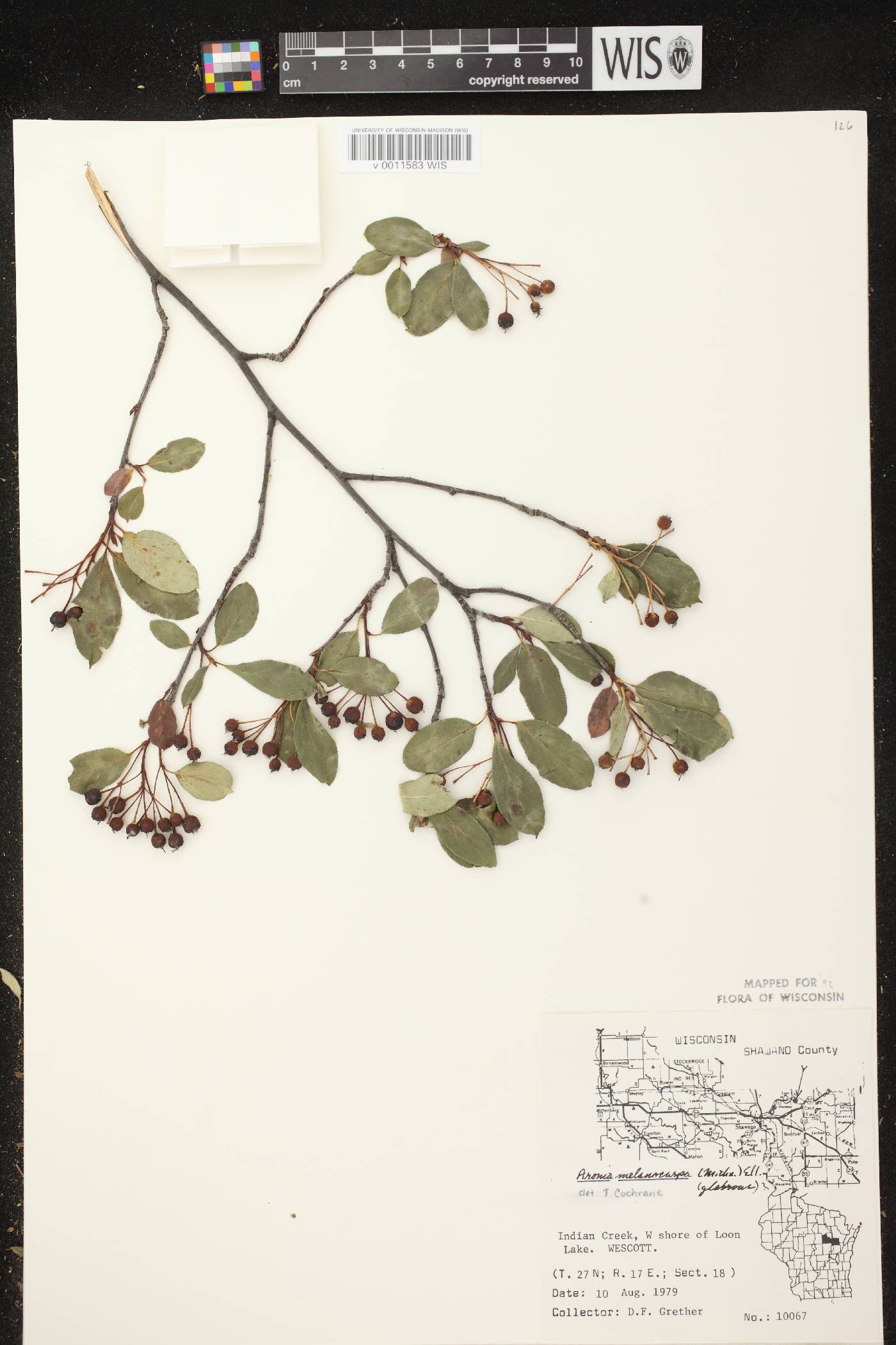 Aronia x prunifolia image