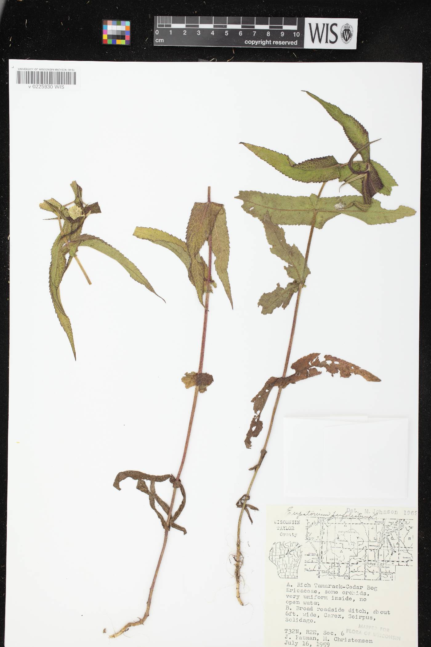 Eupatorium perfoliatum image