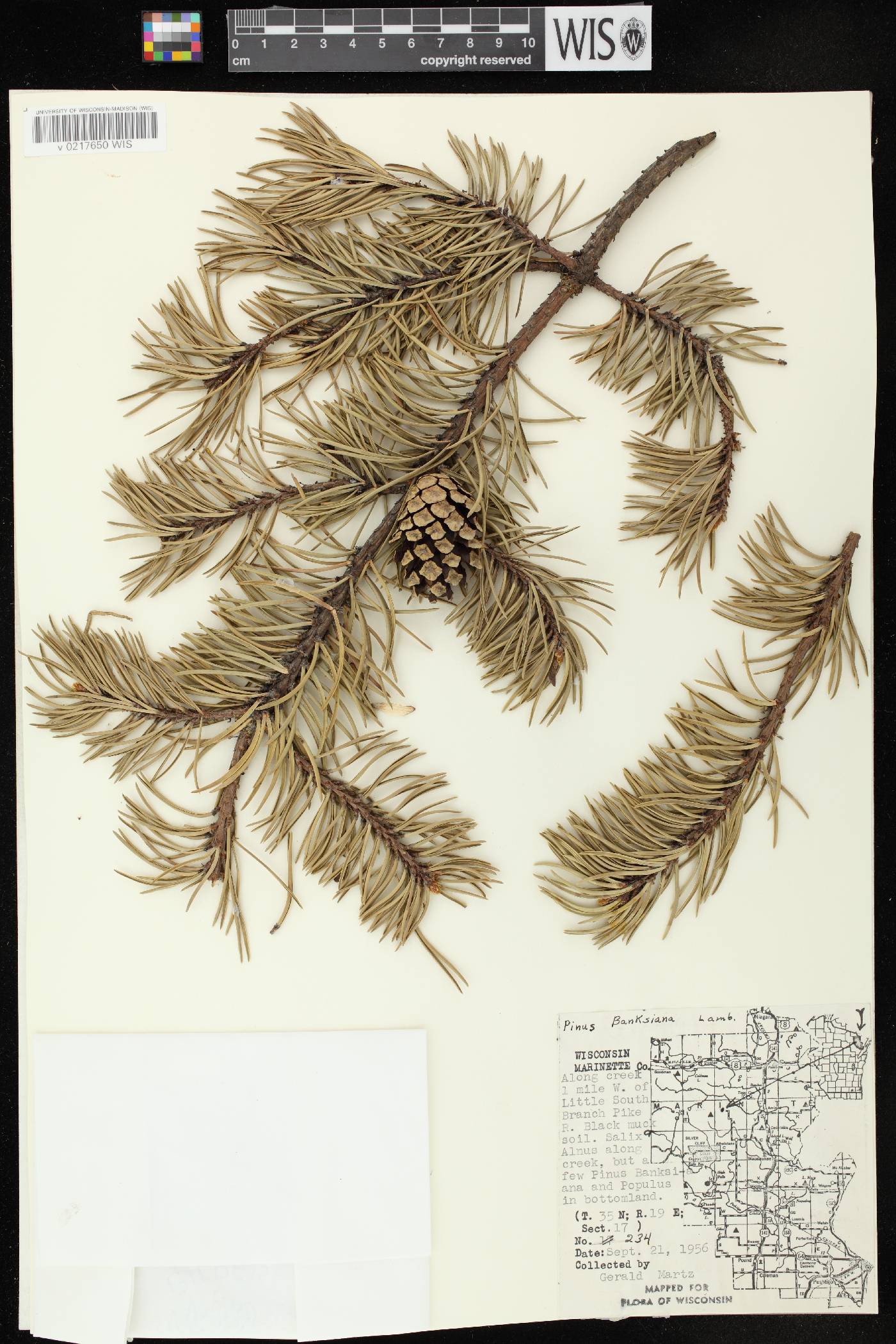 Pinus banksiana image