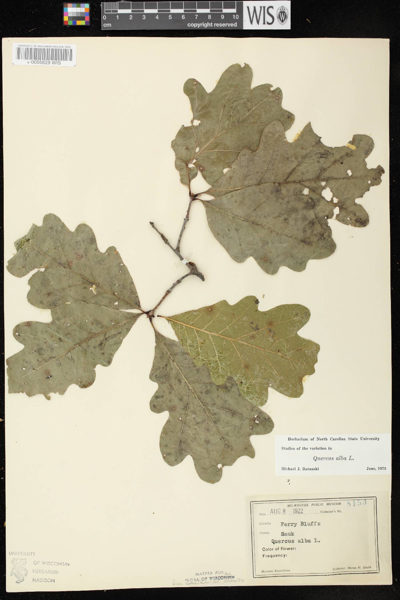 Quercus alba image