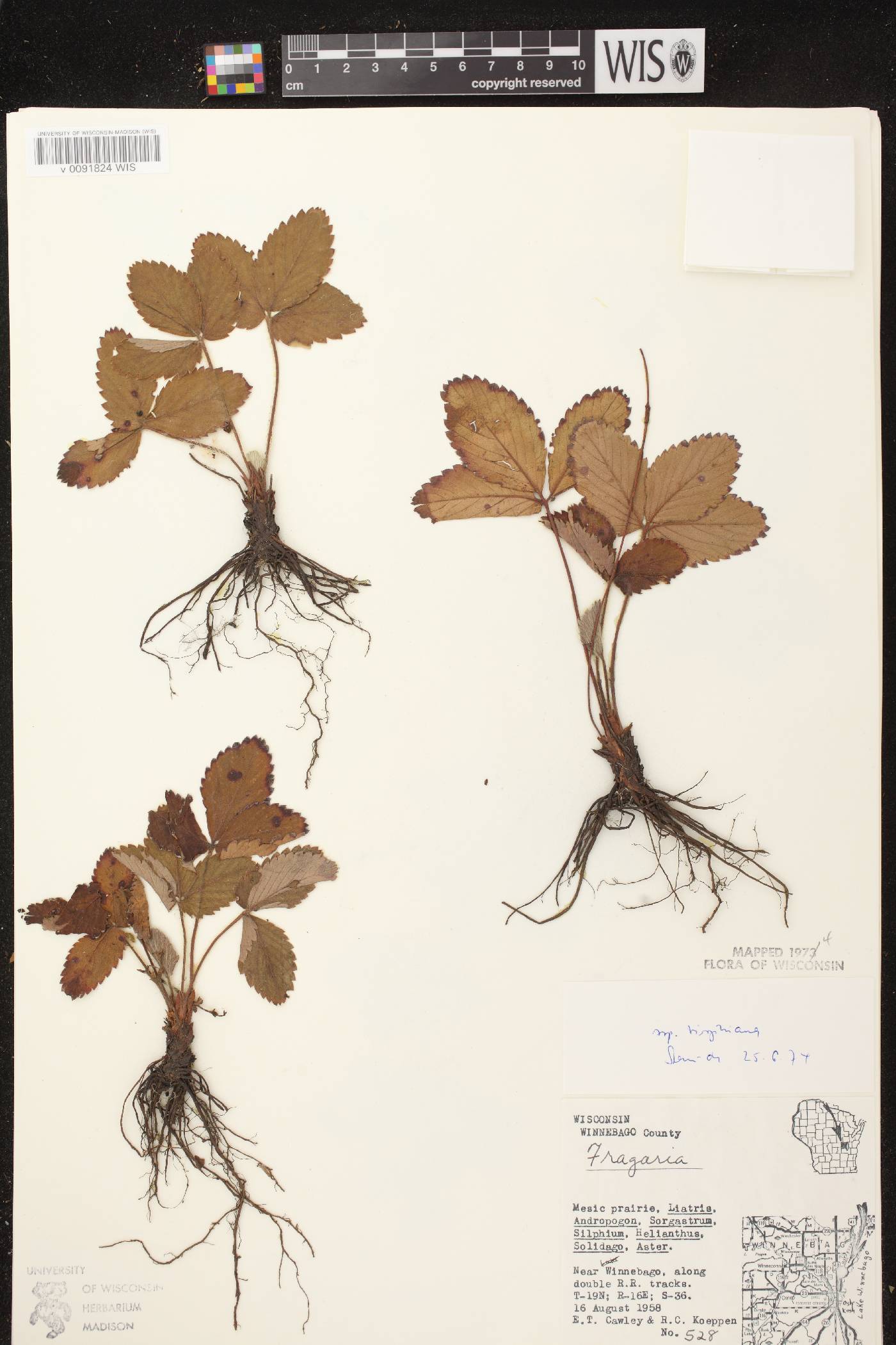 Fragaria virginiana image