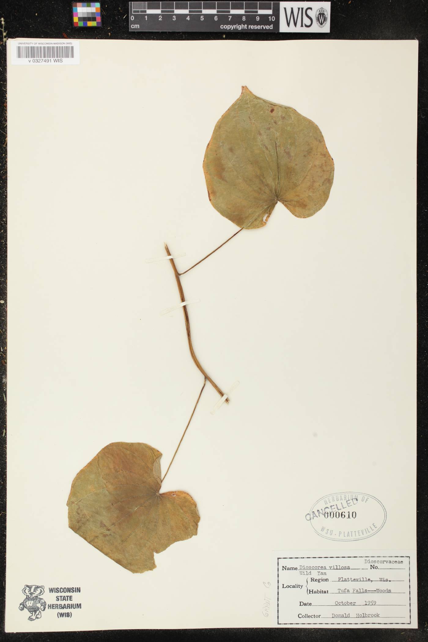Dioscorea villosa image