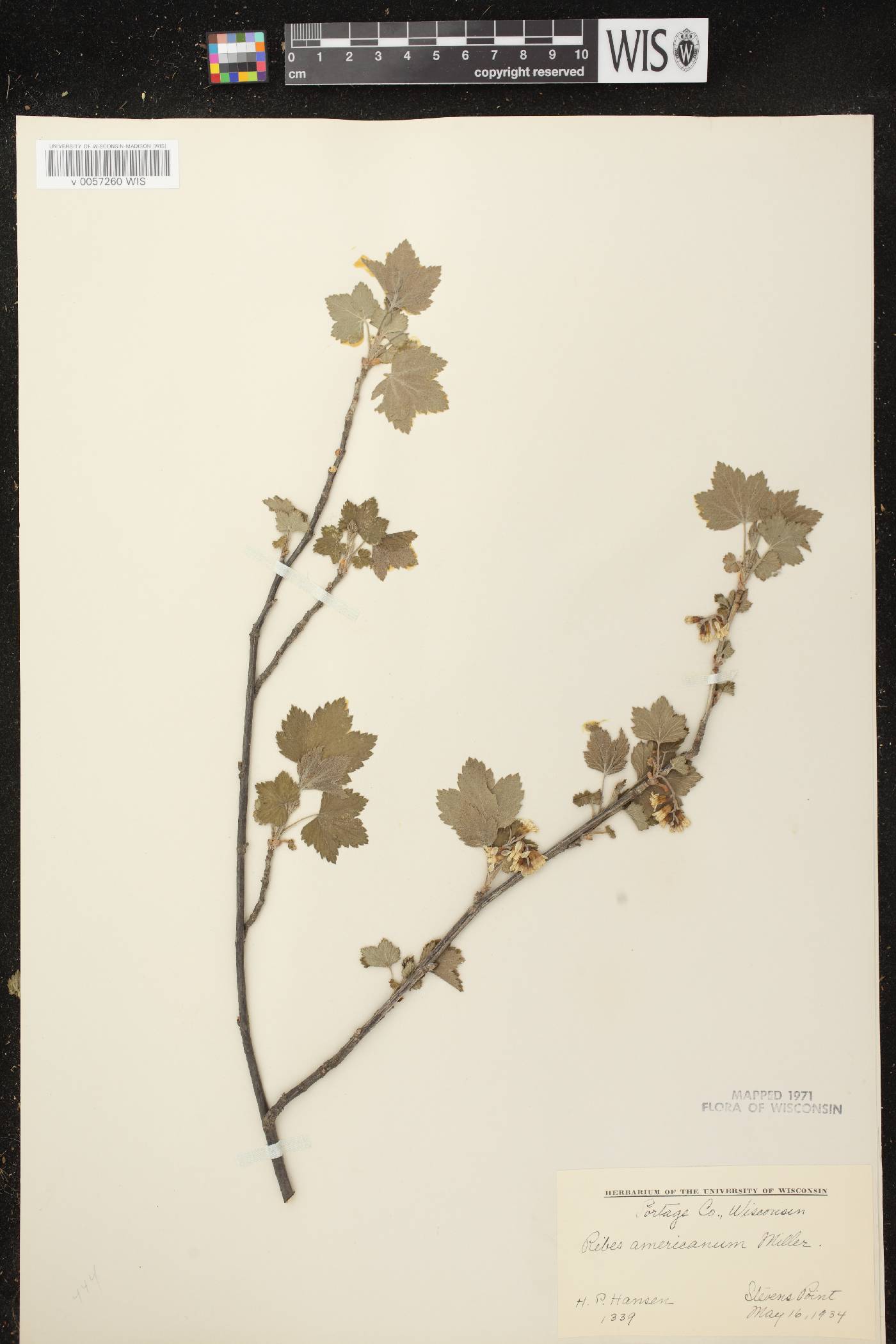 Ribes americanum image