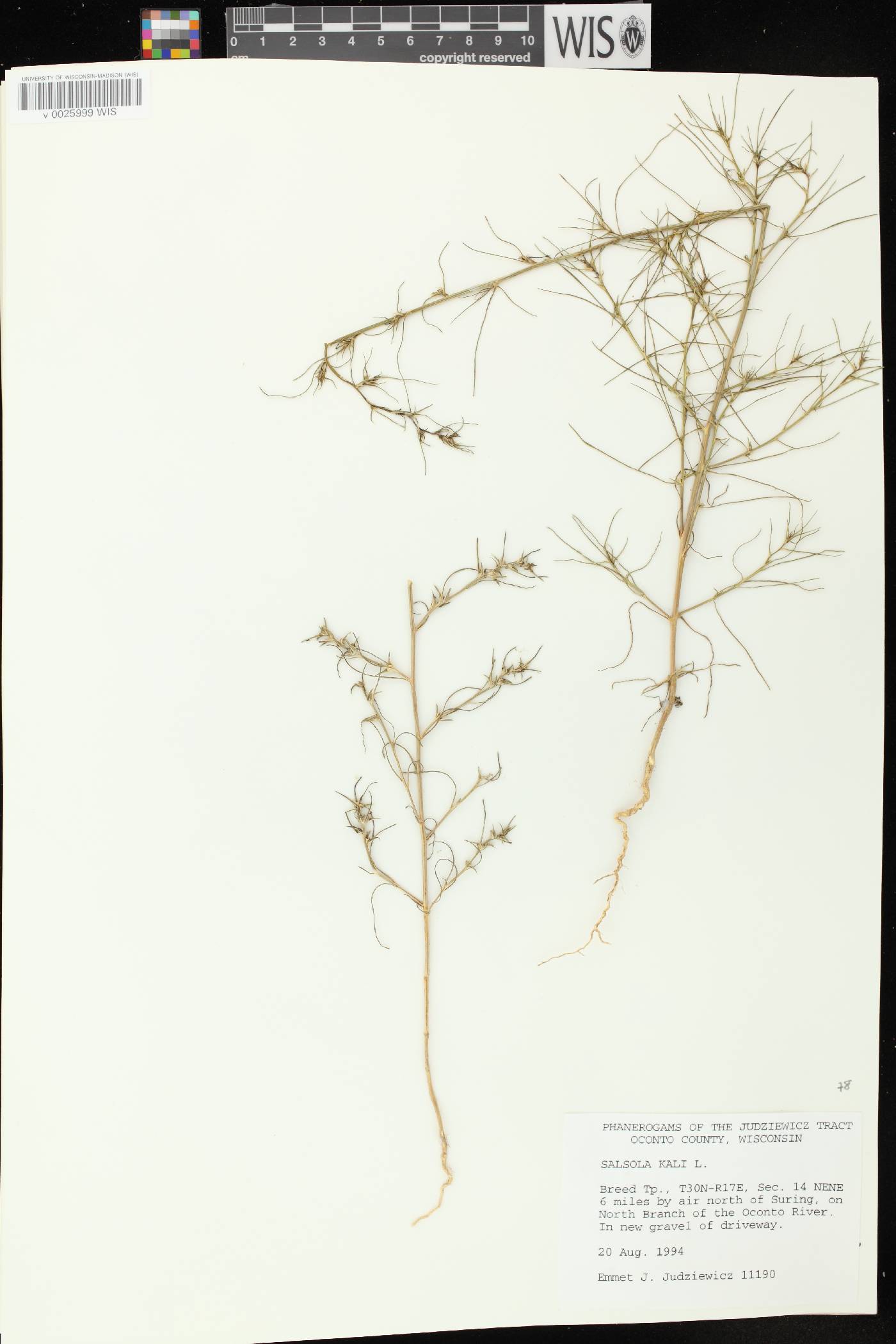 Salsola tragus image