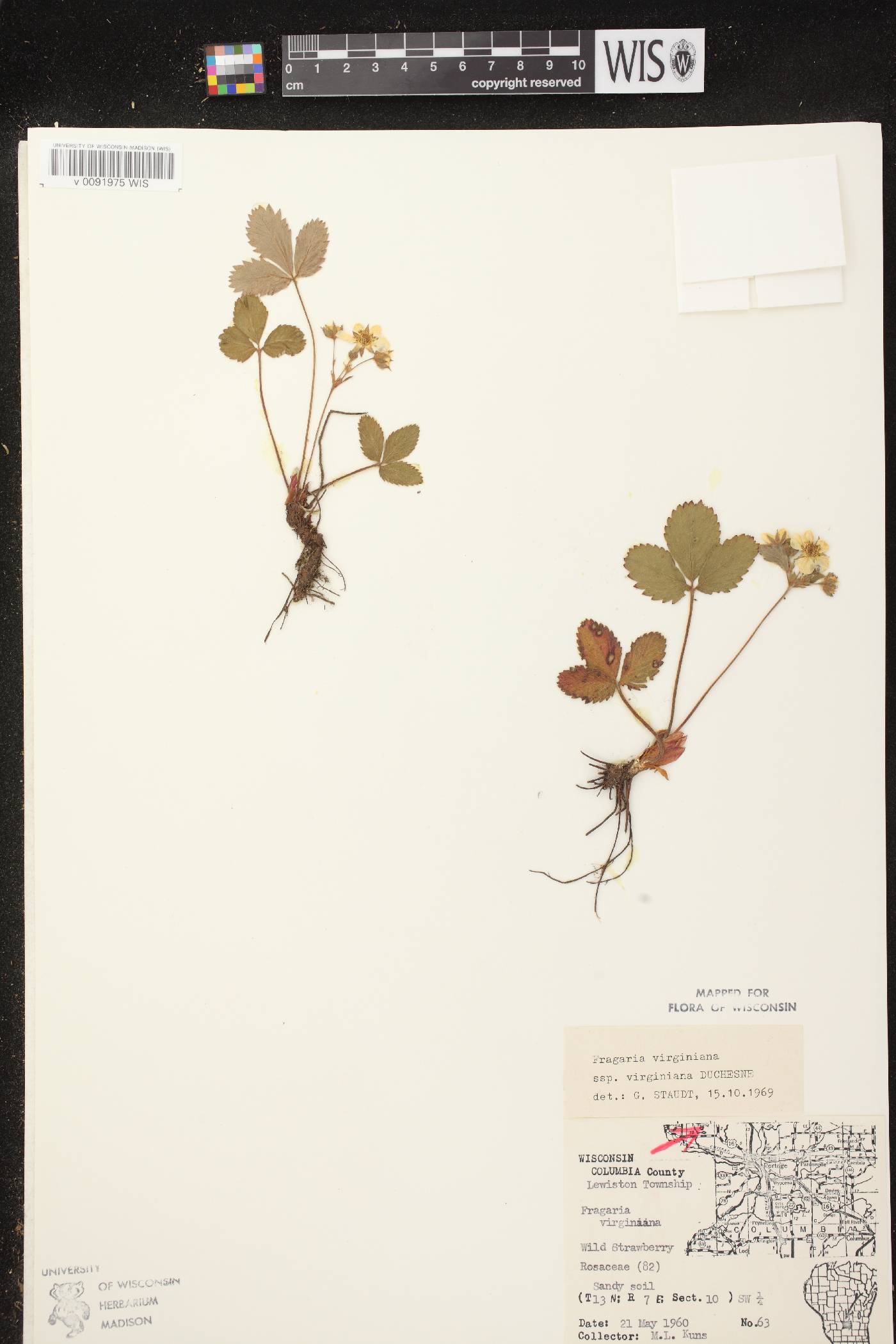 Fragaria virginiana image