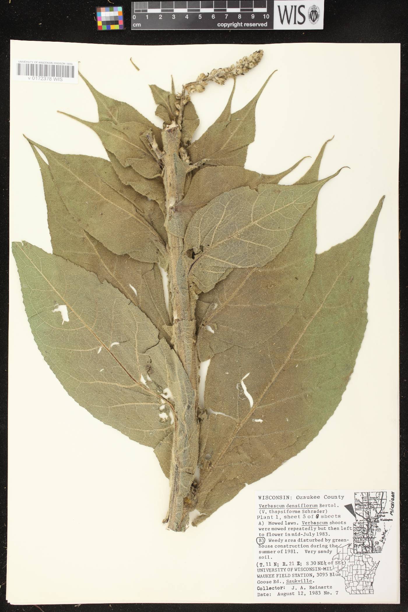 Verbascum densiflorum image