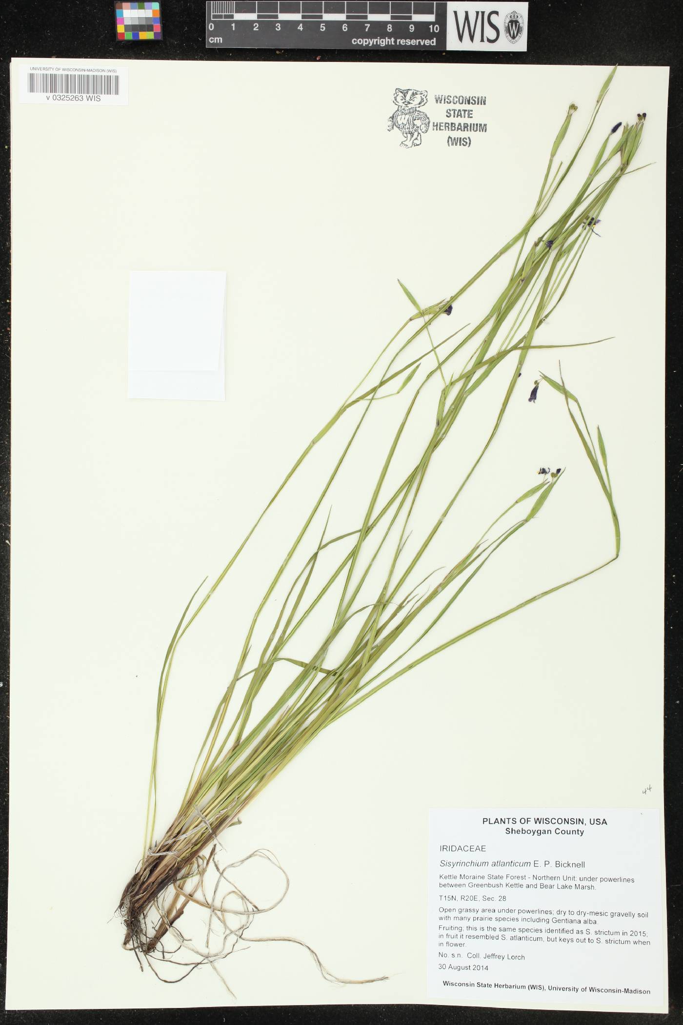 Sisyrinchium atlanticum image