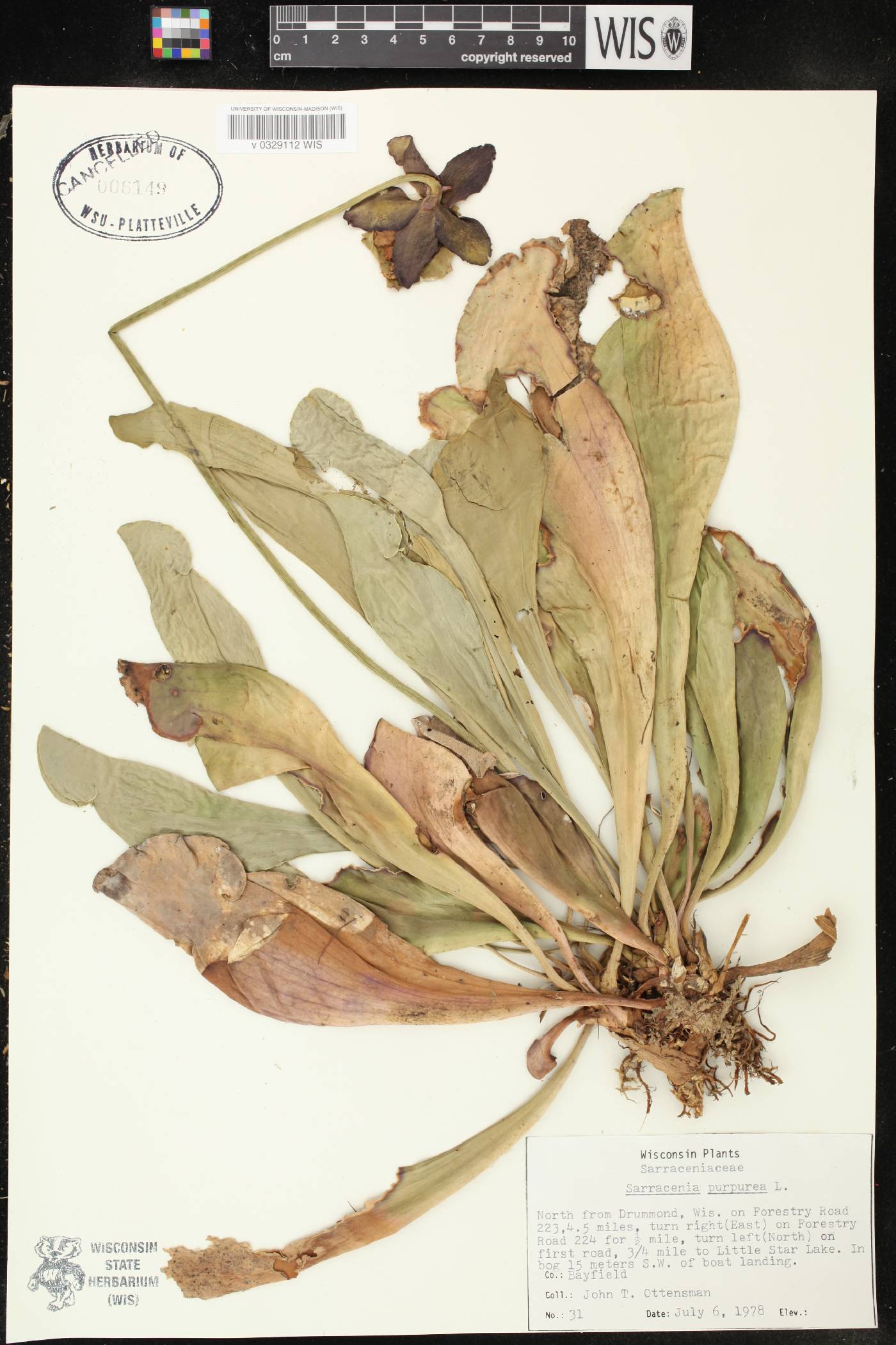Sarracenia purpurea subsp. purpurea image
