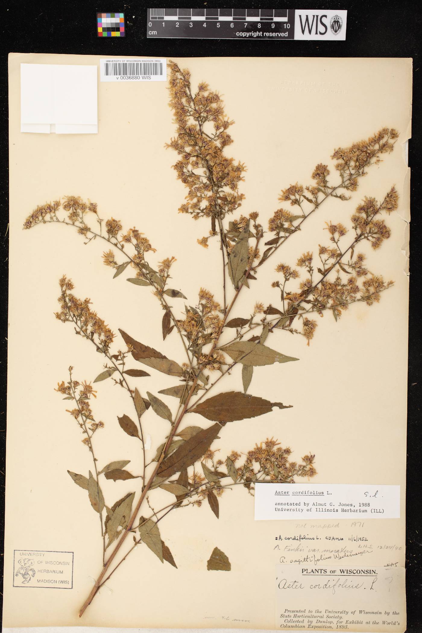 Symphyotrichum cordifolium image