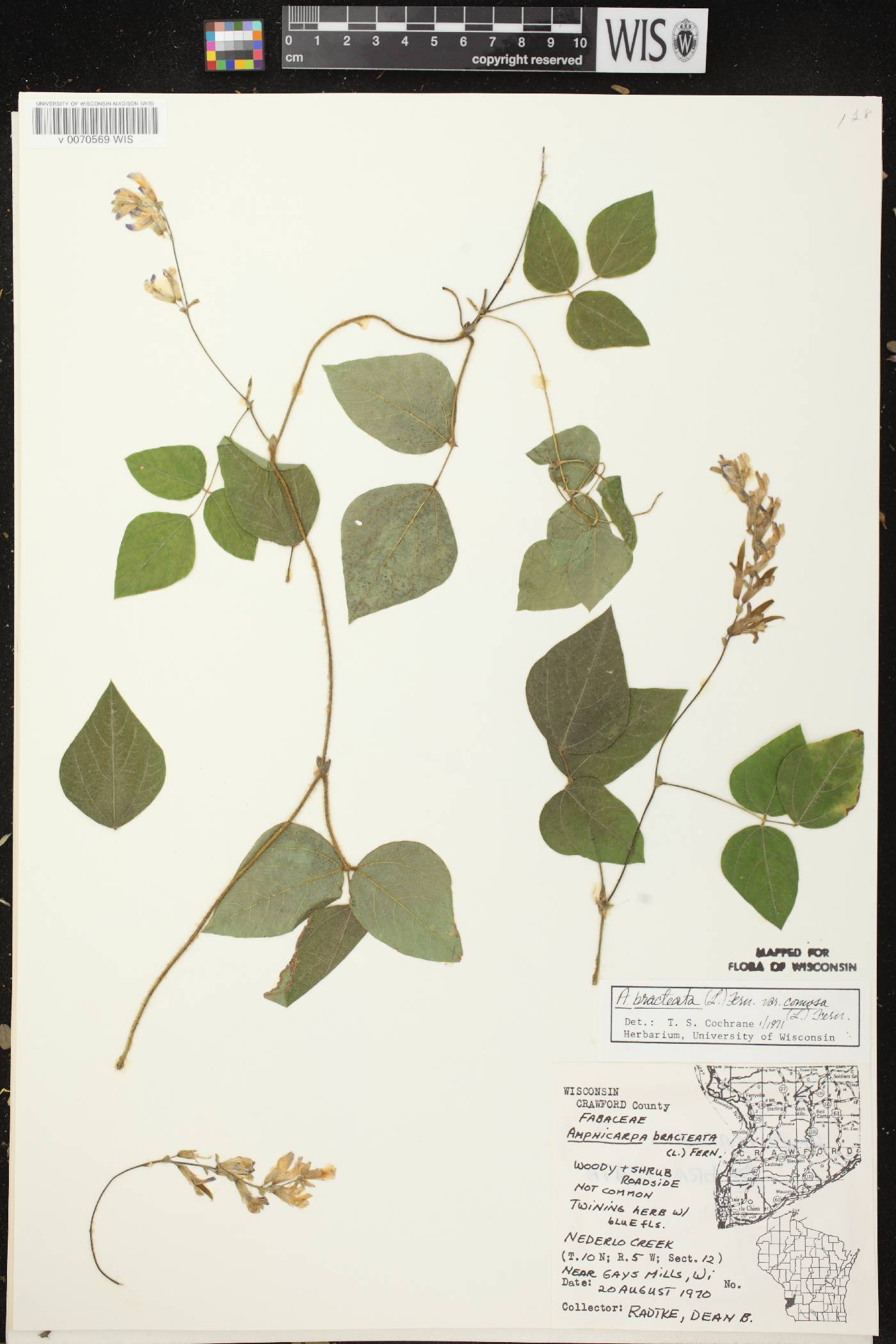 Amphicarpaea bracteata image