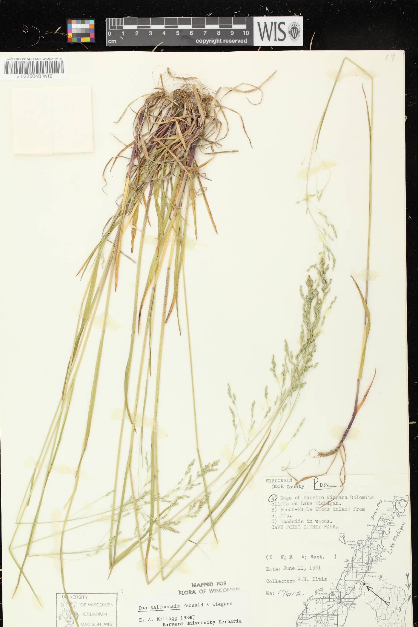 Poa saltuensis image