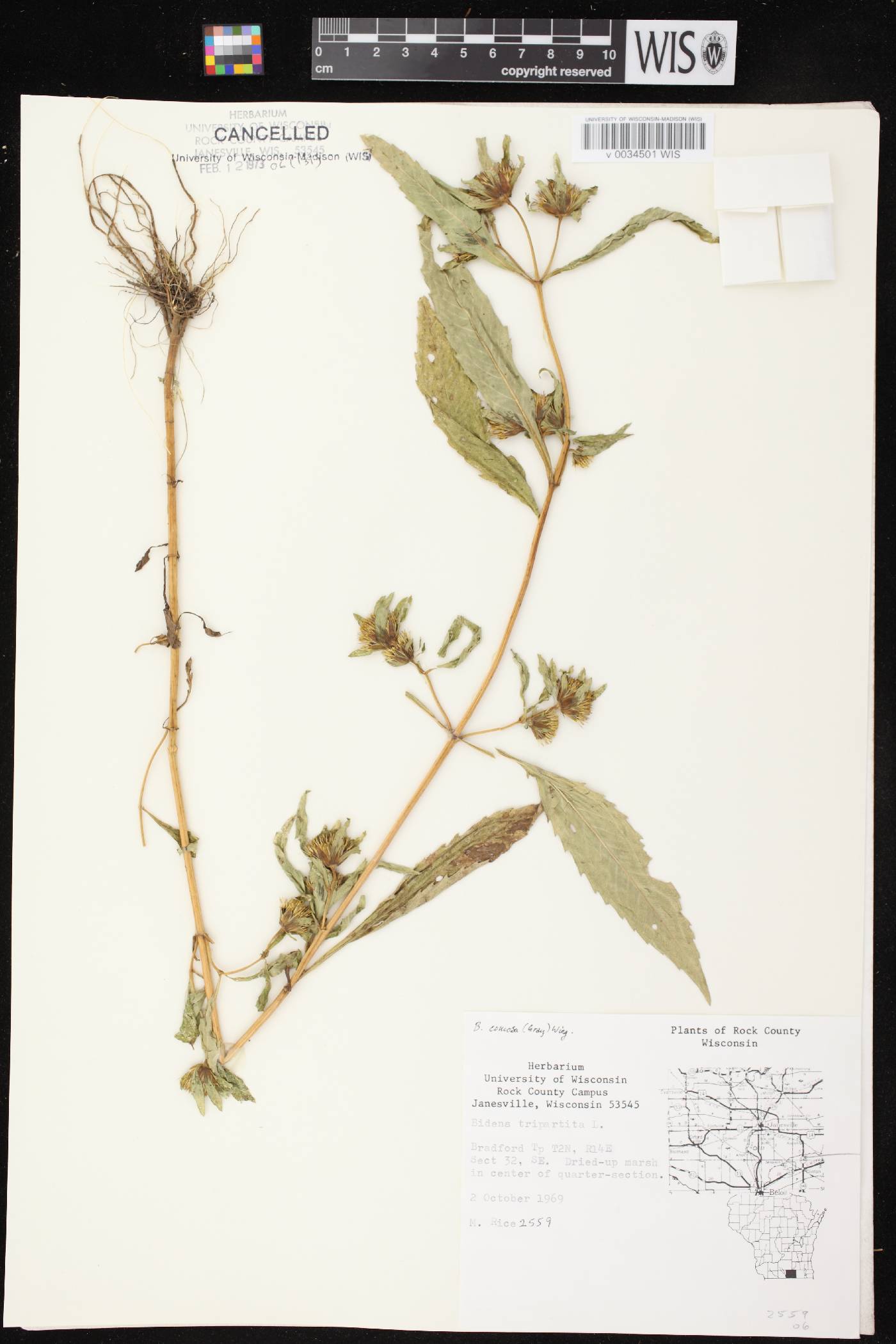 Bidens tripartita image