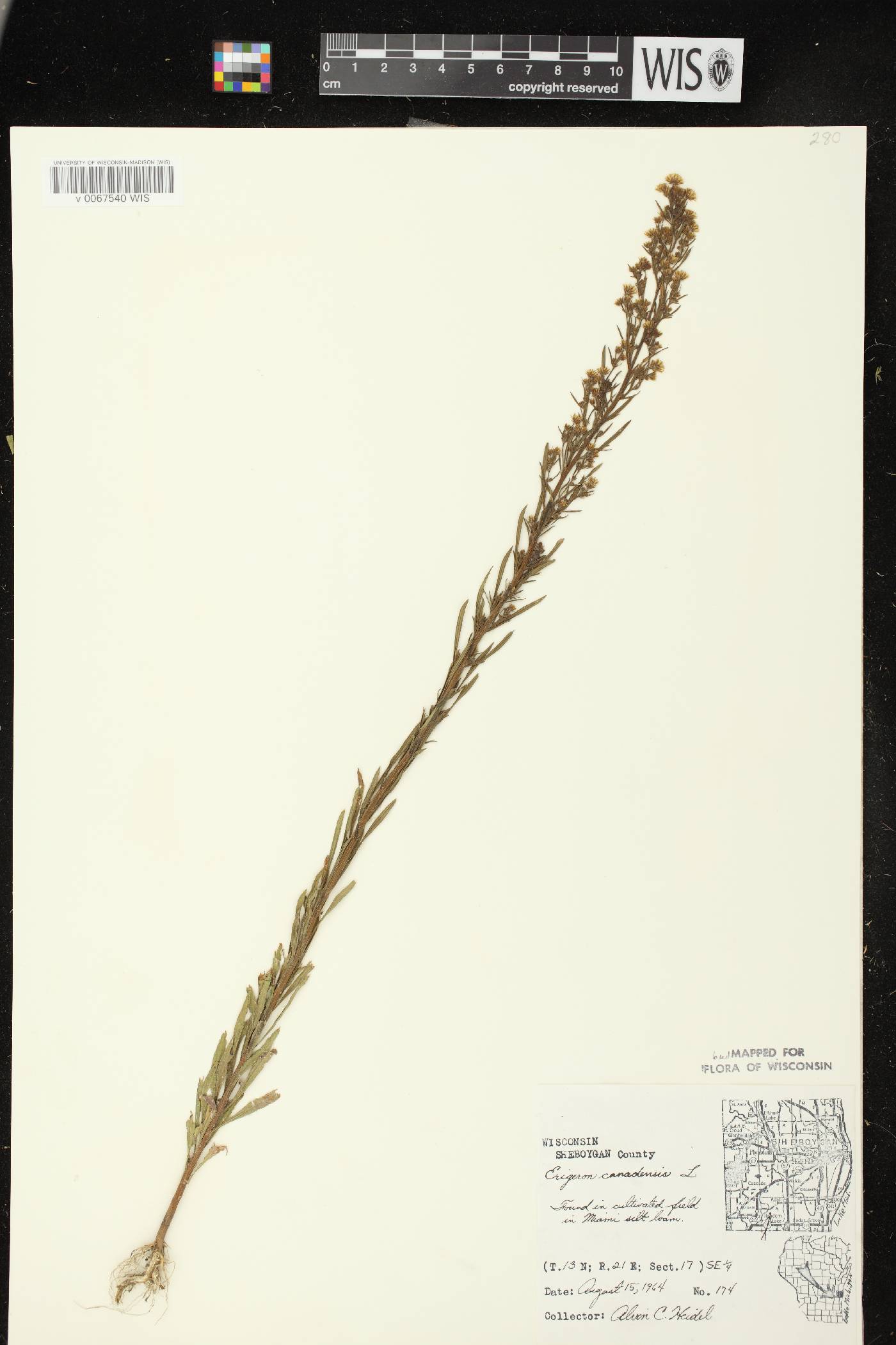 Conyza canadensis image