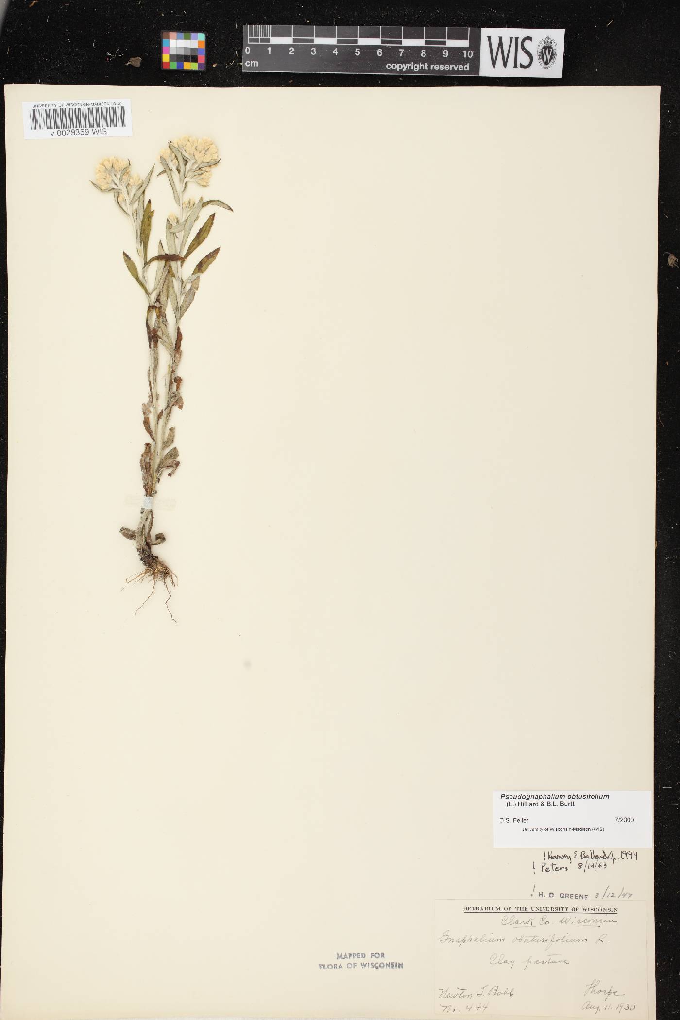 Pseudognaphalium obtusifolium image