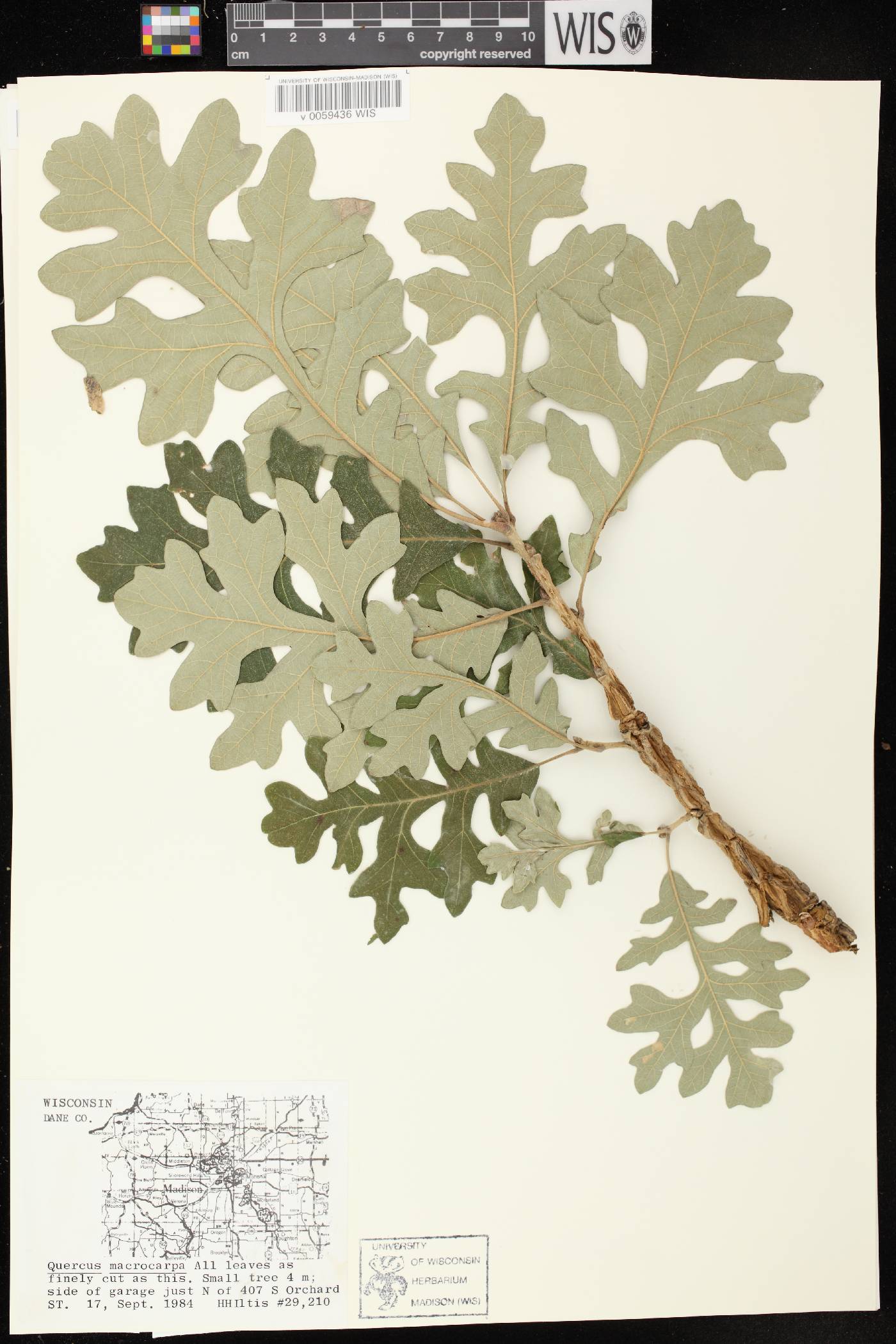 Quercus macrocarpa image