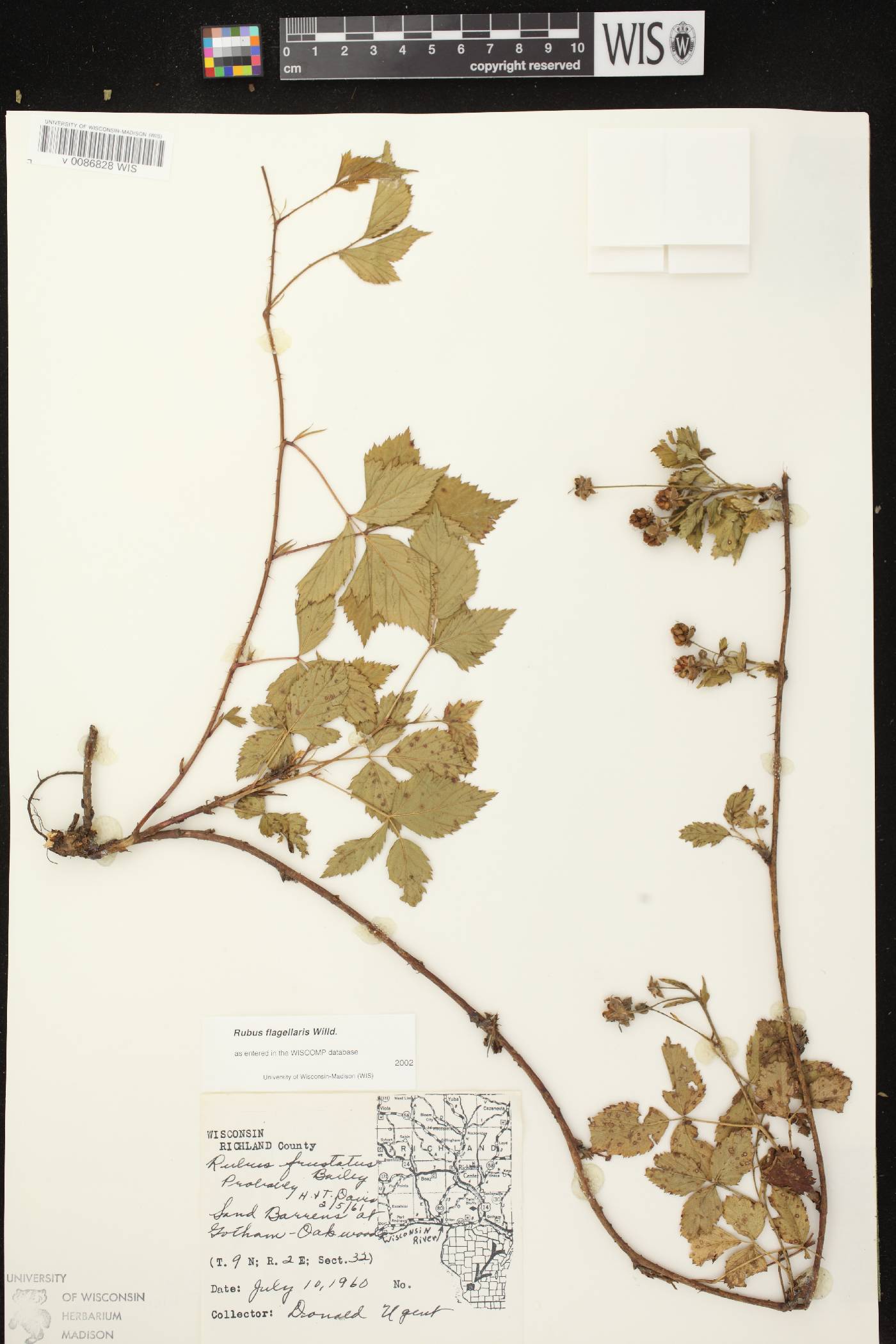 Rubus flagellaris image