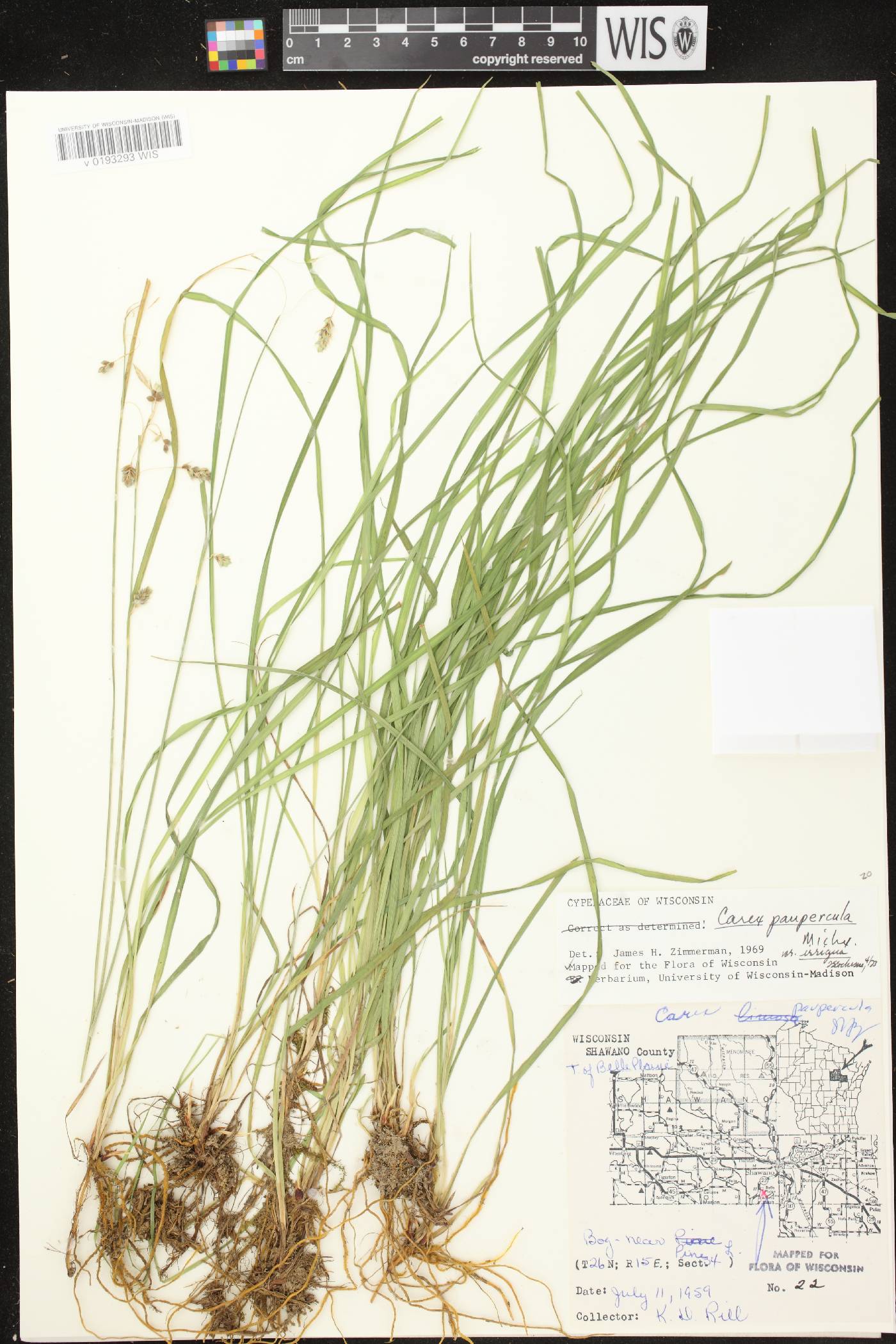 Carex magellanica image