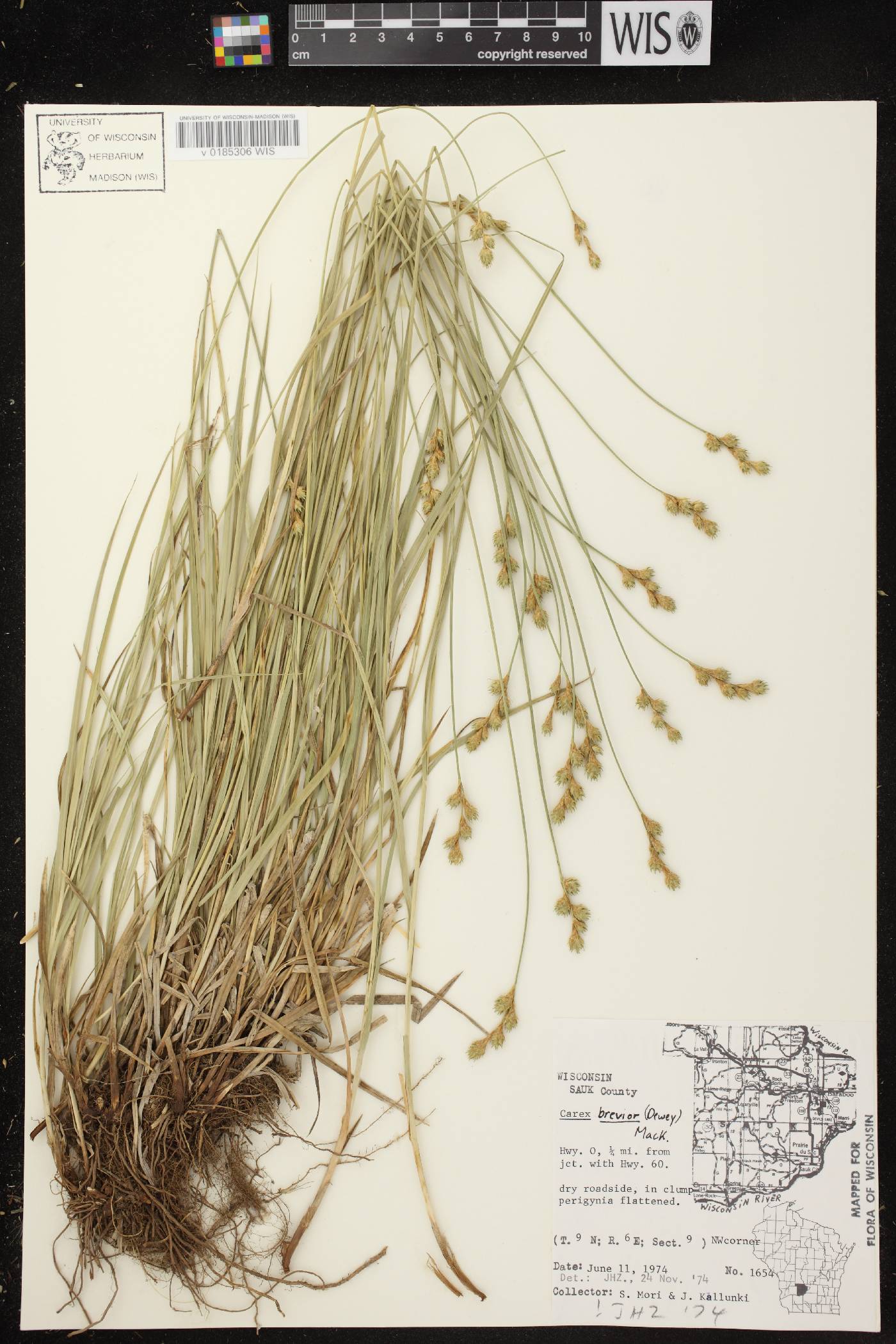 Carex brevior image