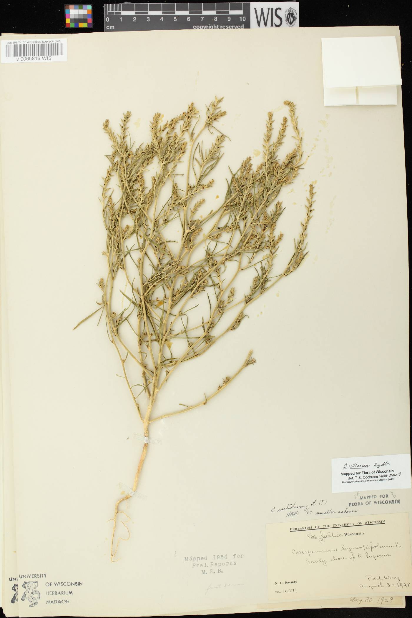 Corispermum villosum image