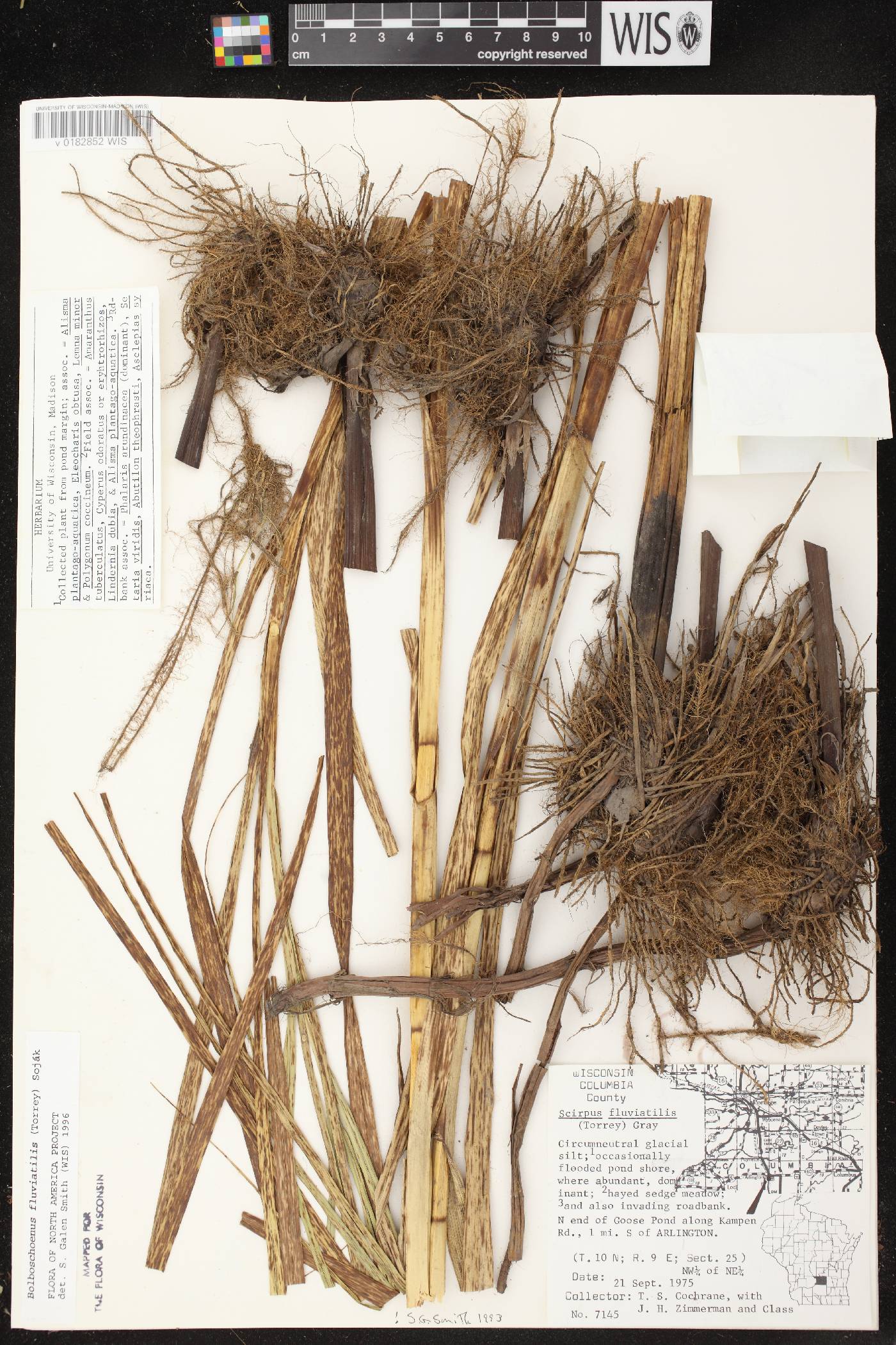 Bolboschoenus fluviatilis image