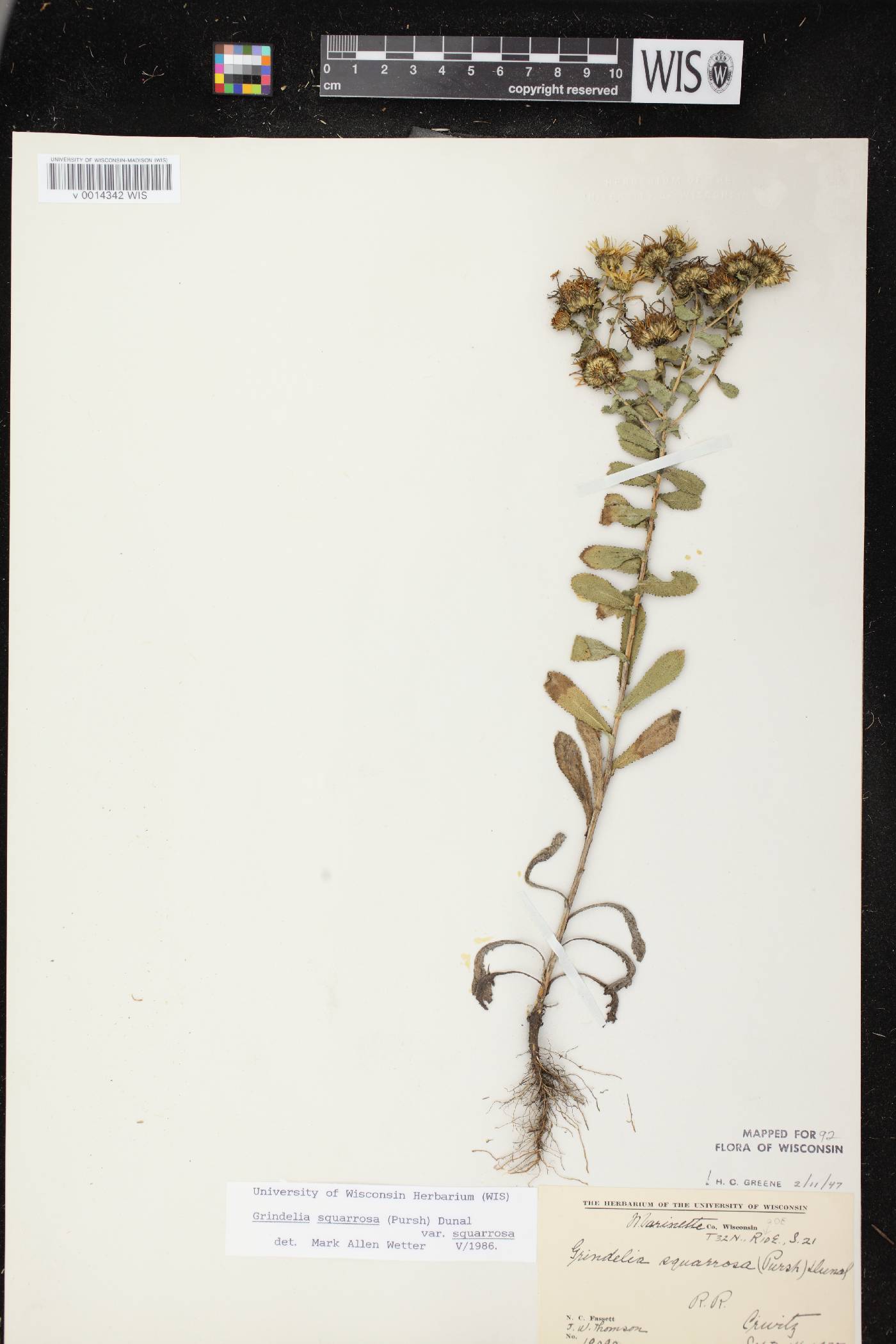 Grindelia squarrosa image