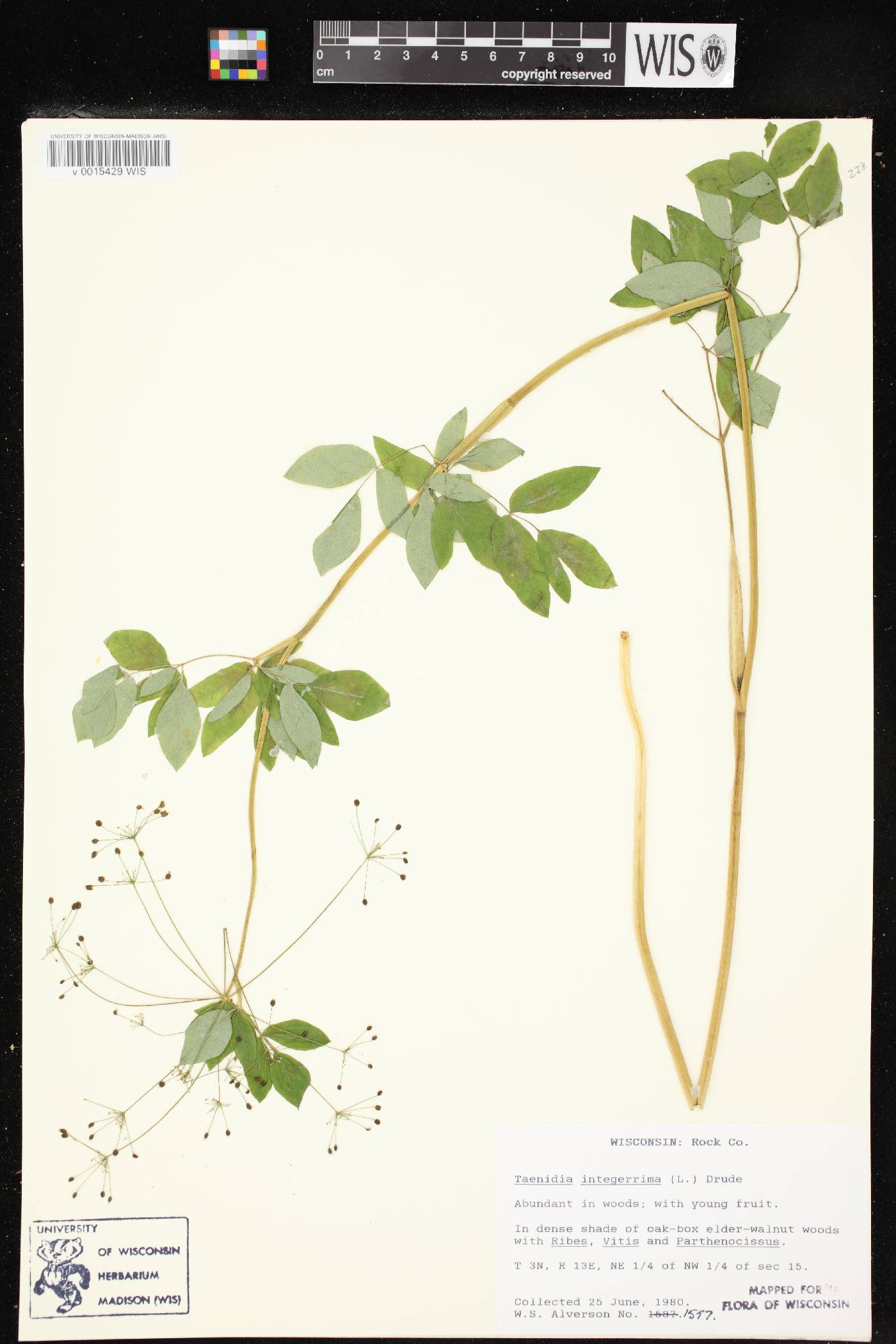 Taenidia integerrima image