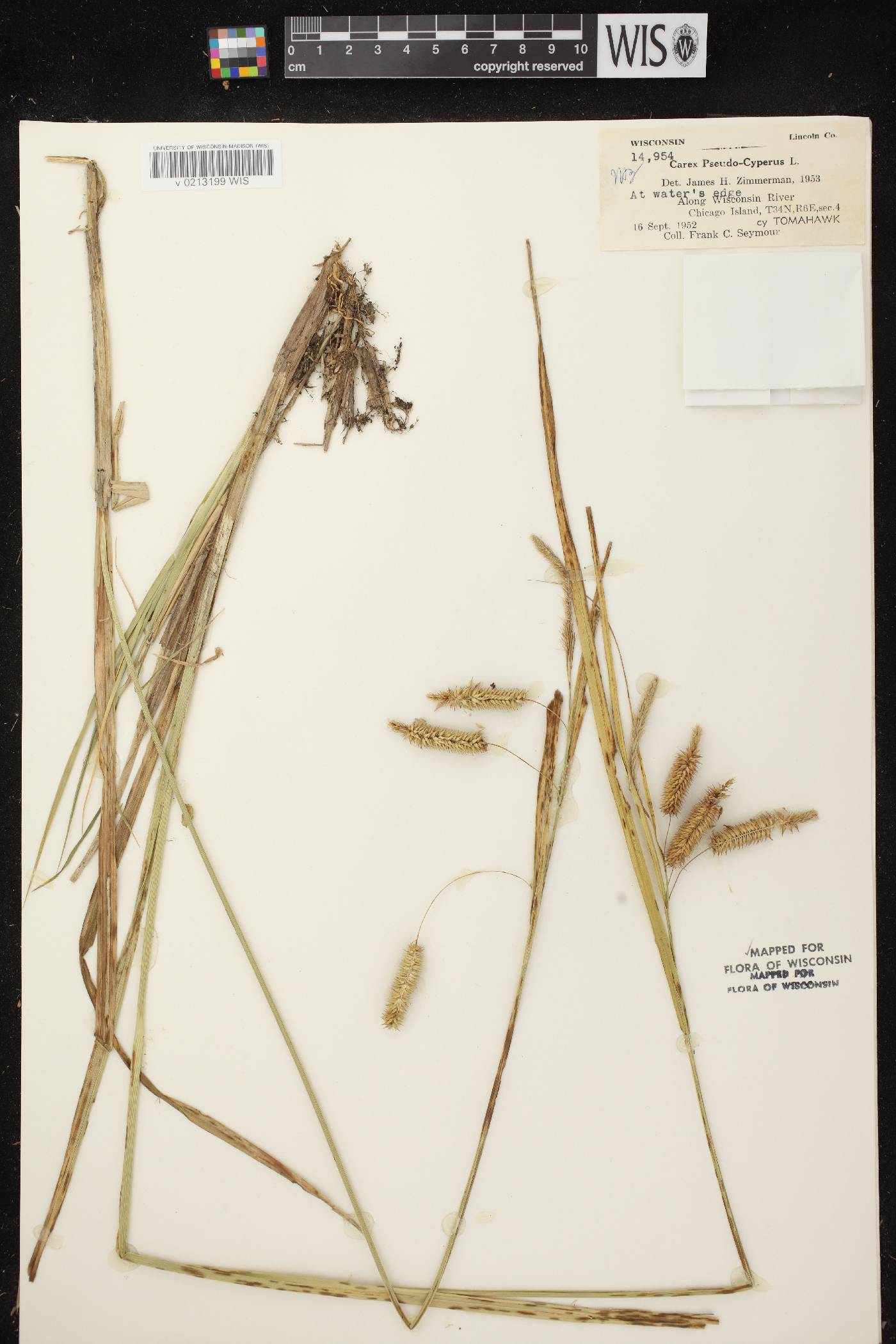 Carex pseudocyperus image