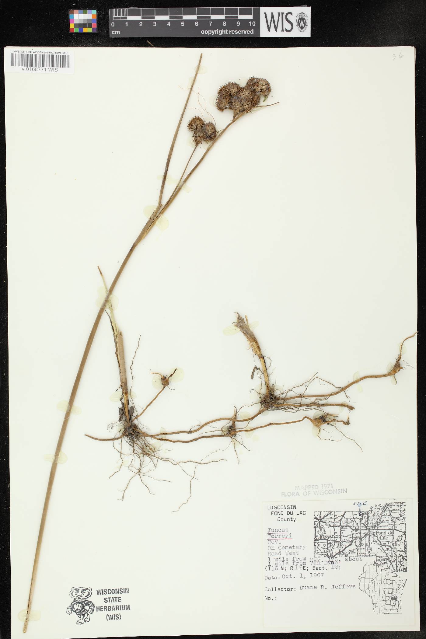 Juncus torreyi image