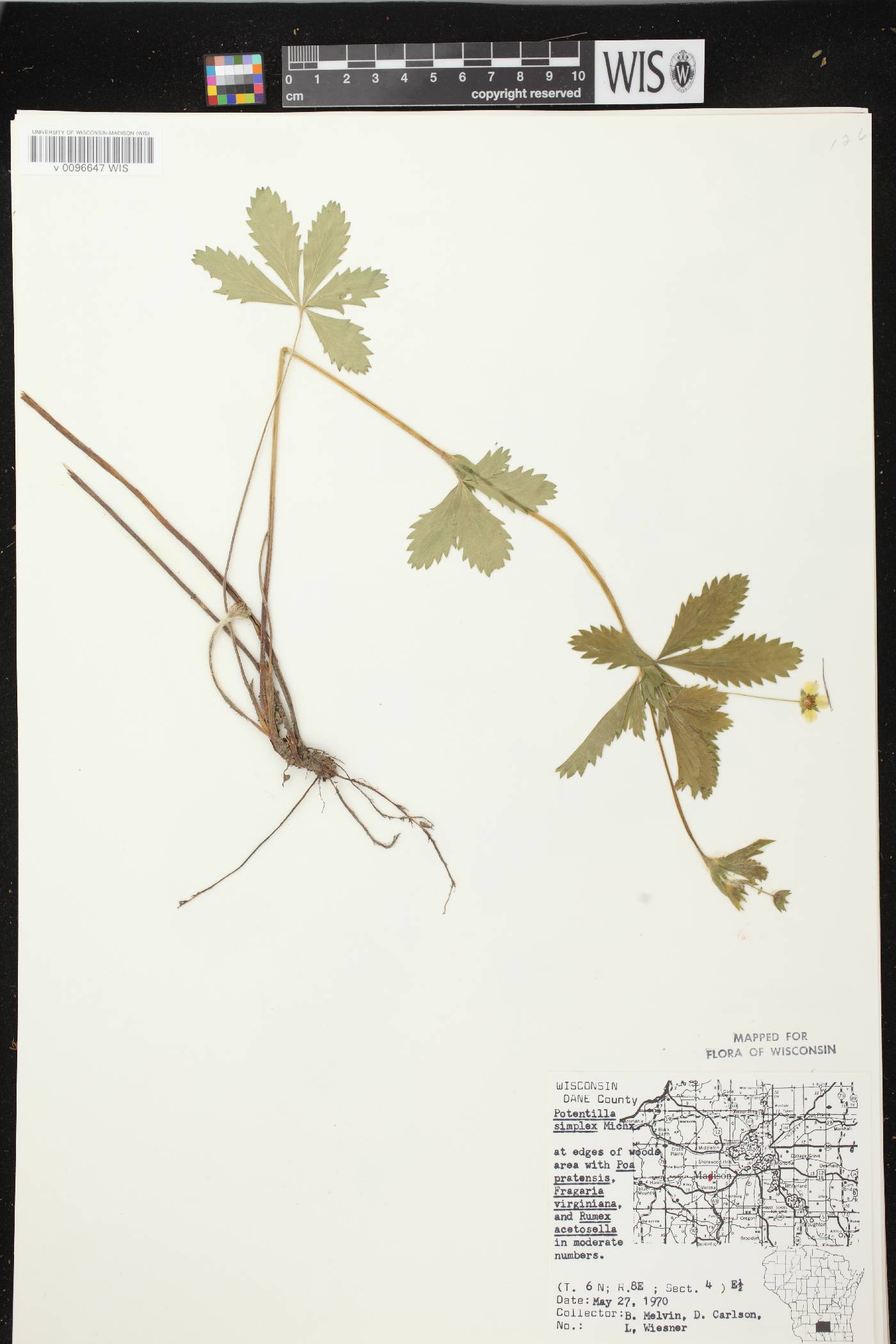 Potentilla simplex image